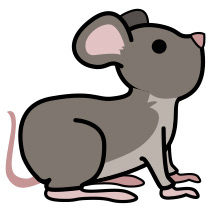 baby mouse