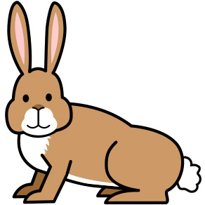 adult rabbit