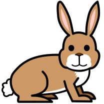 baby rabbit