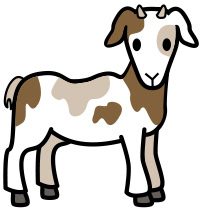 baby goat