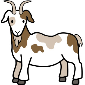 adult goat