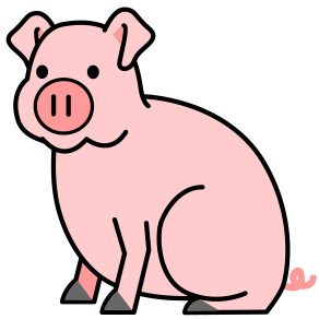 adult pig