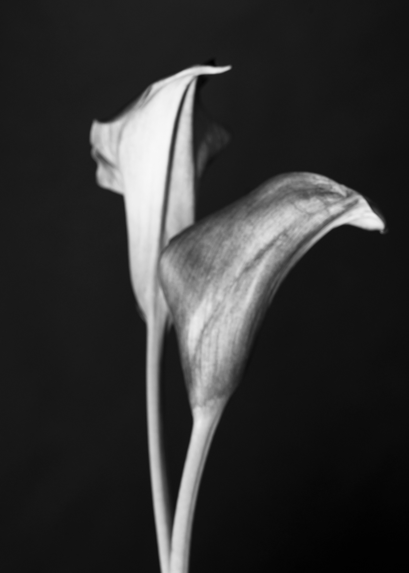 Minolta X-700, Ilford Delta 100 