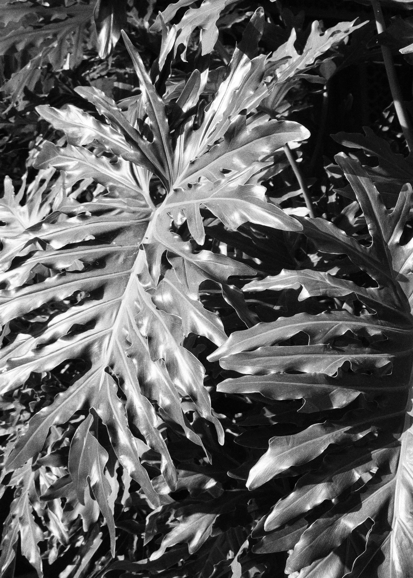 Konica Z-up 70, Kentmere Pan 400