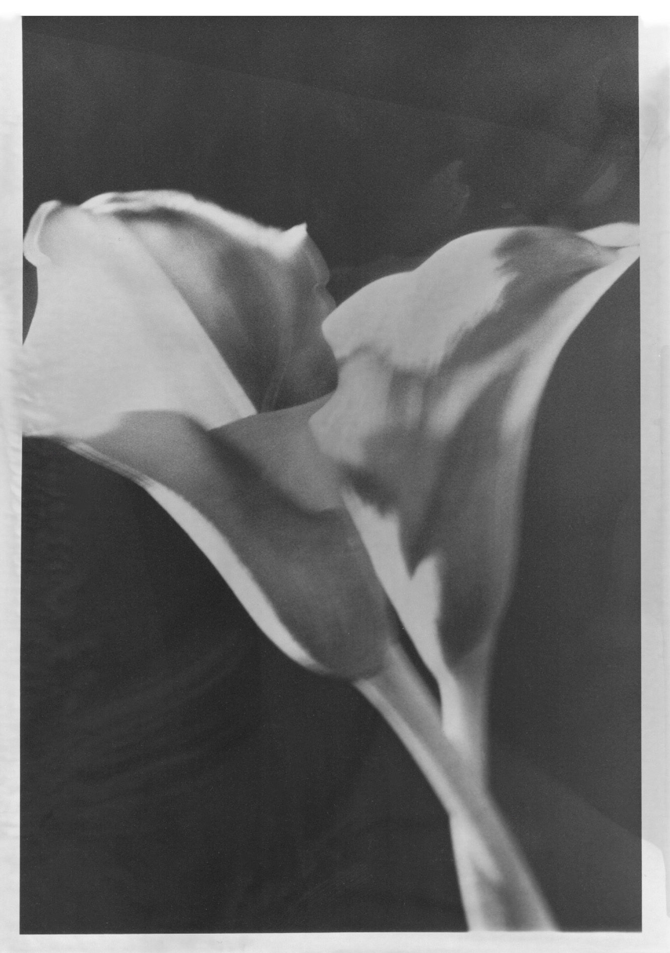 Minolta X-700, Ilford Delta 100 + pseudo-solarisation