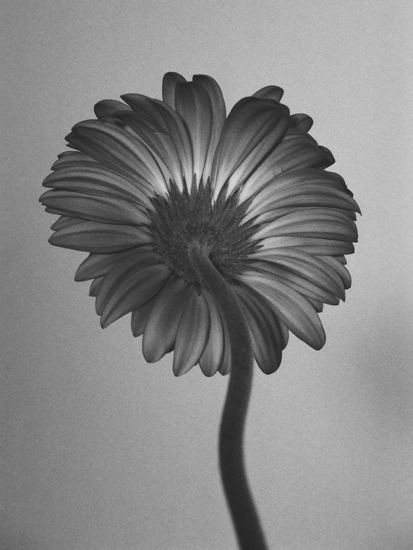 Minolta X-700, Ilford Delta 100