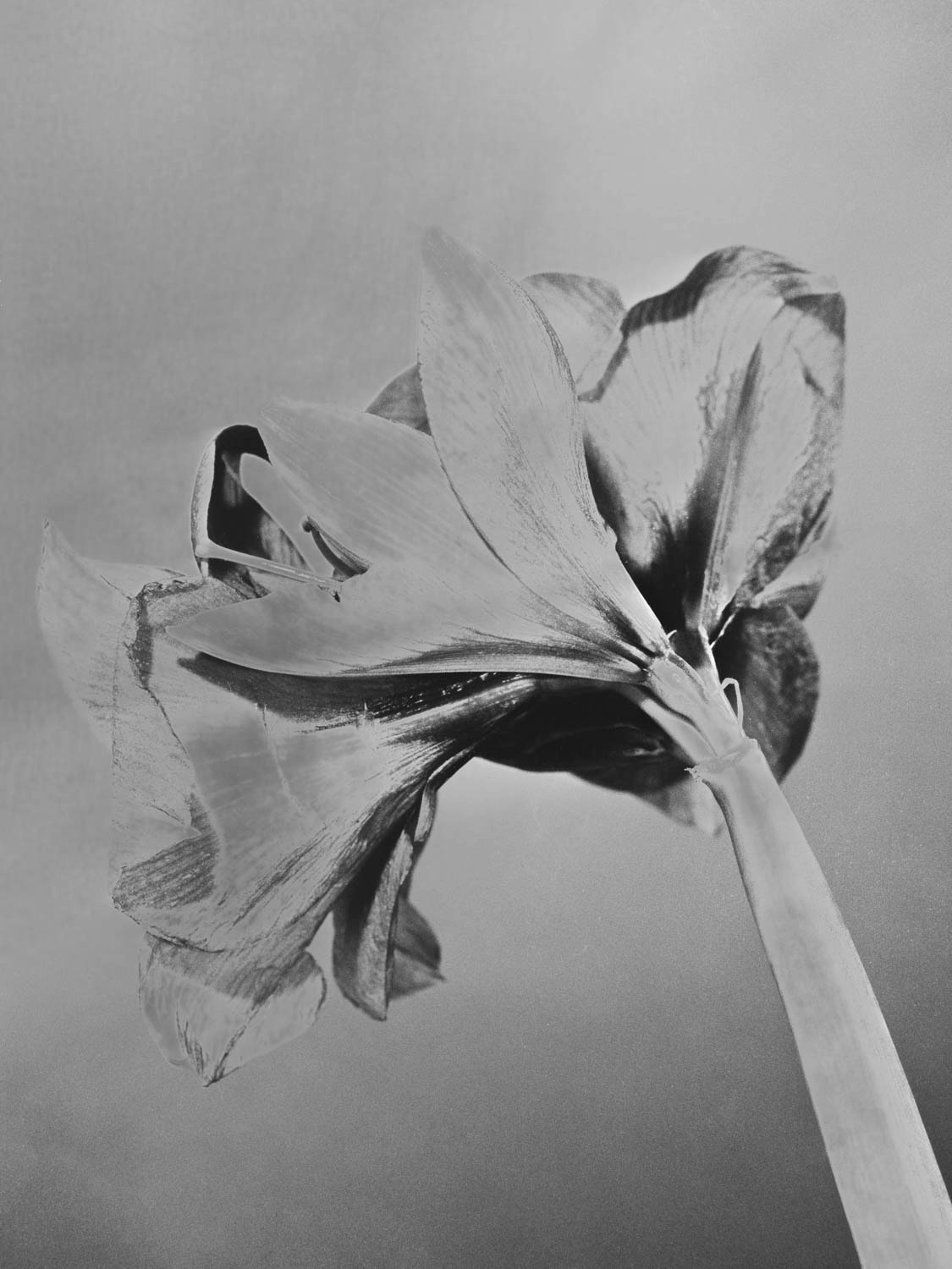 Mamiya RZ 67, Ilfort HP5 400