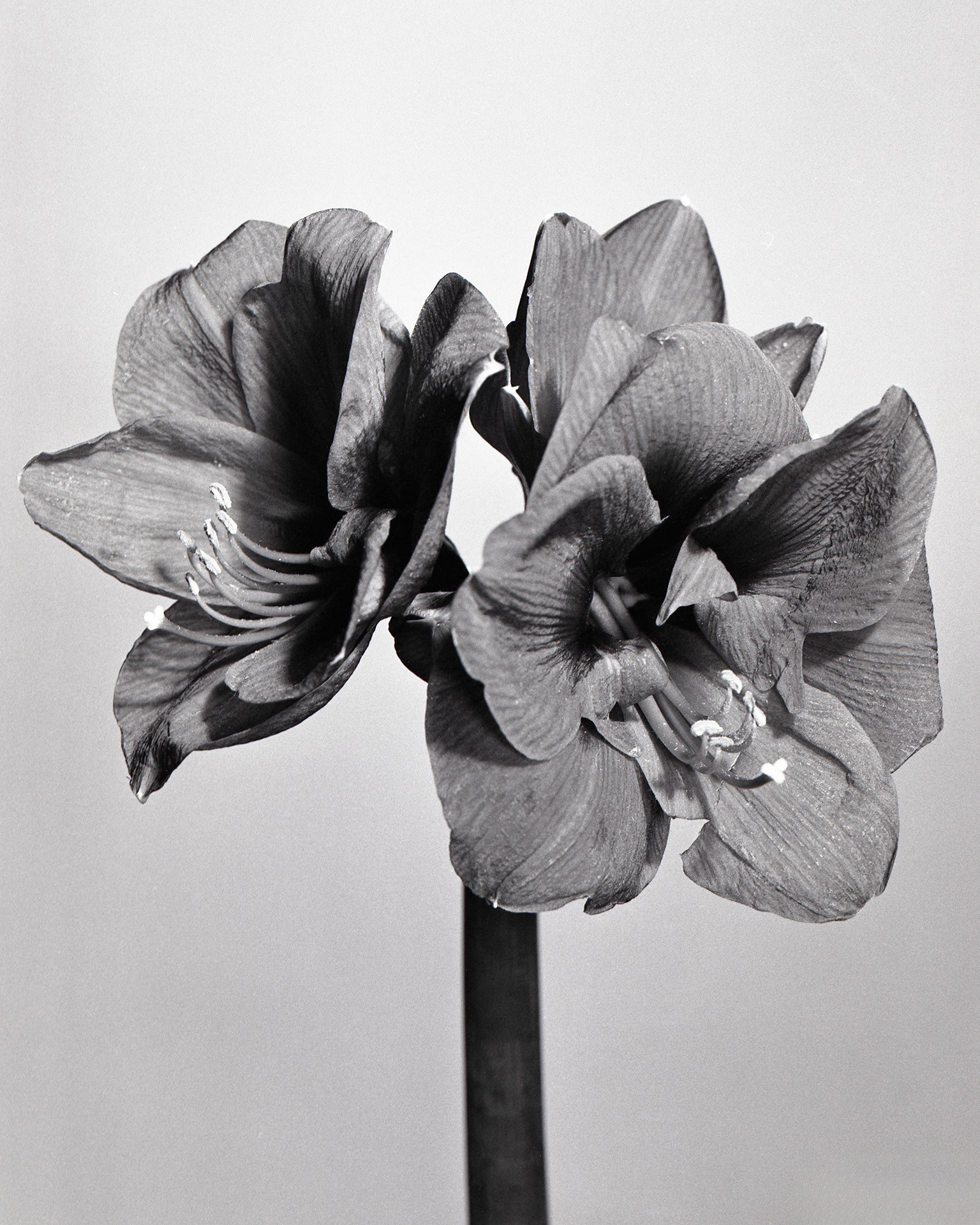 Mamiya RZ 67, Ilfort HP5 400