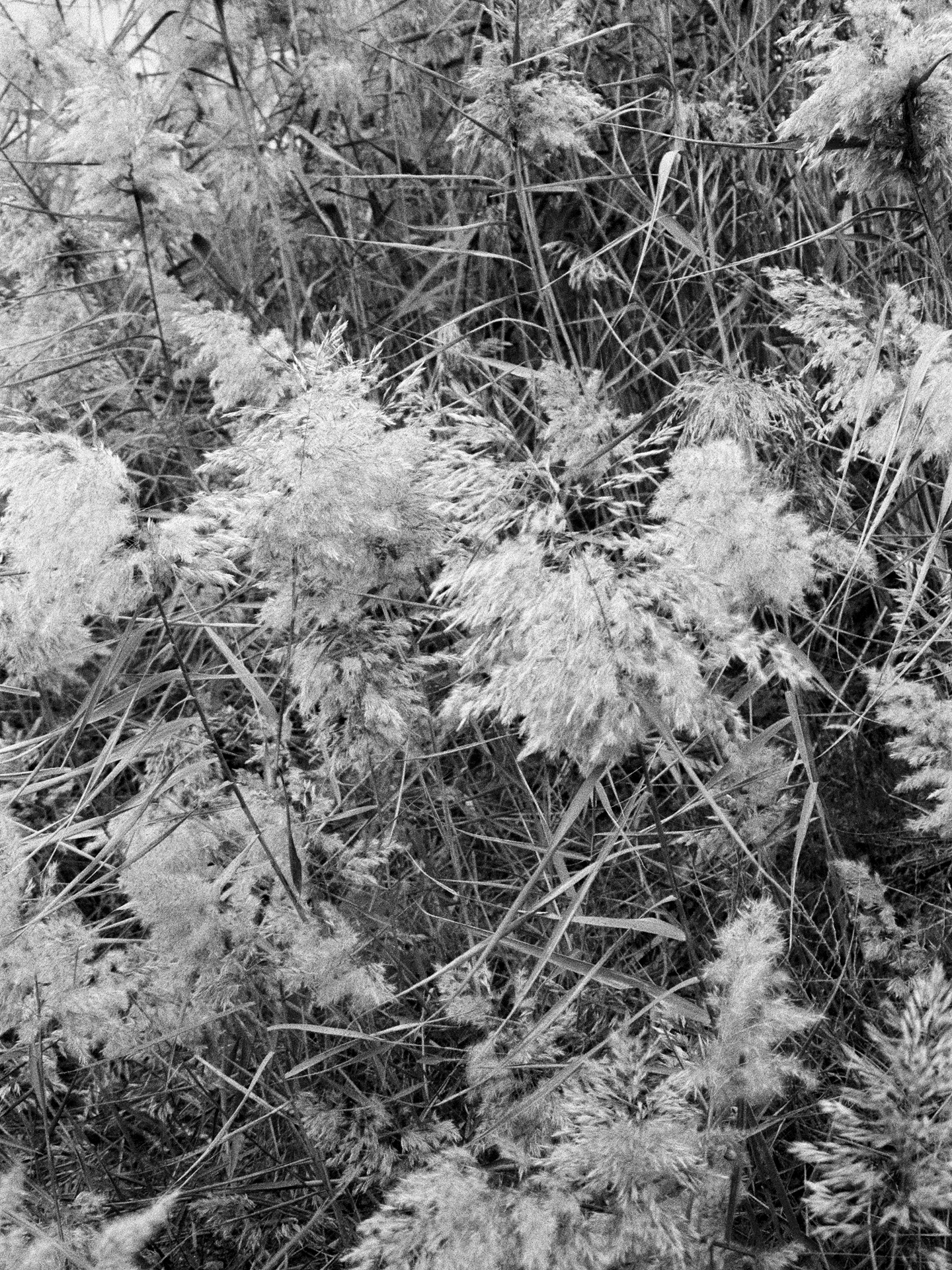 Konica Z-up 70, Kentmere Pan 400