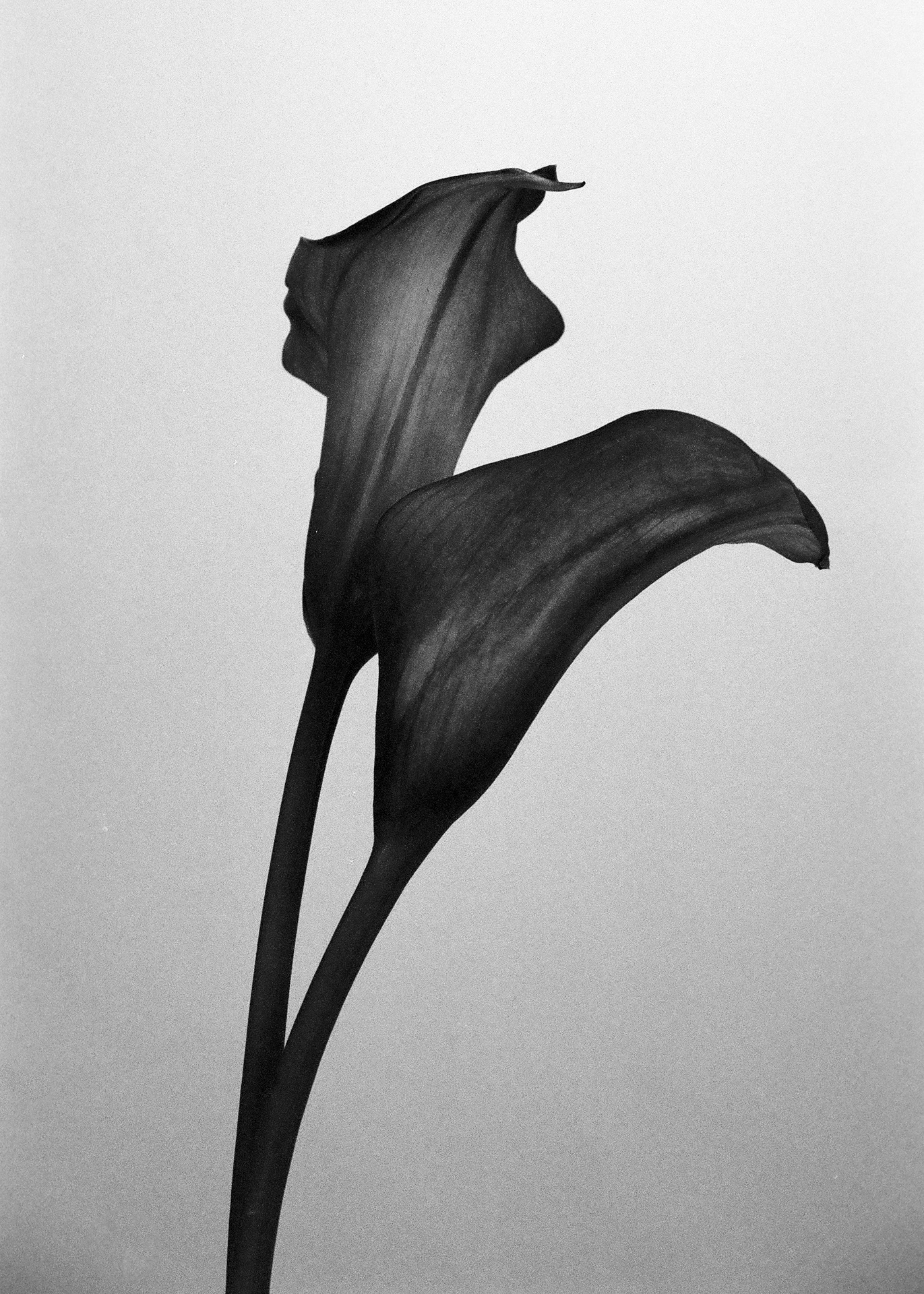 Minolta X-700, Ilford Delta 100 