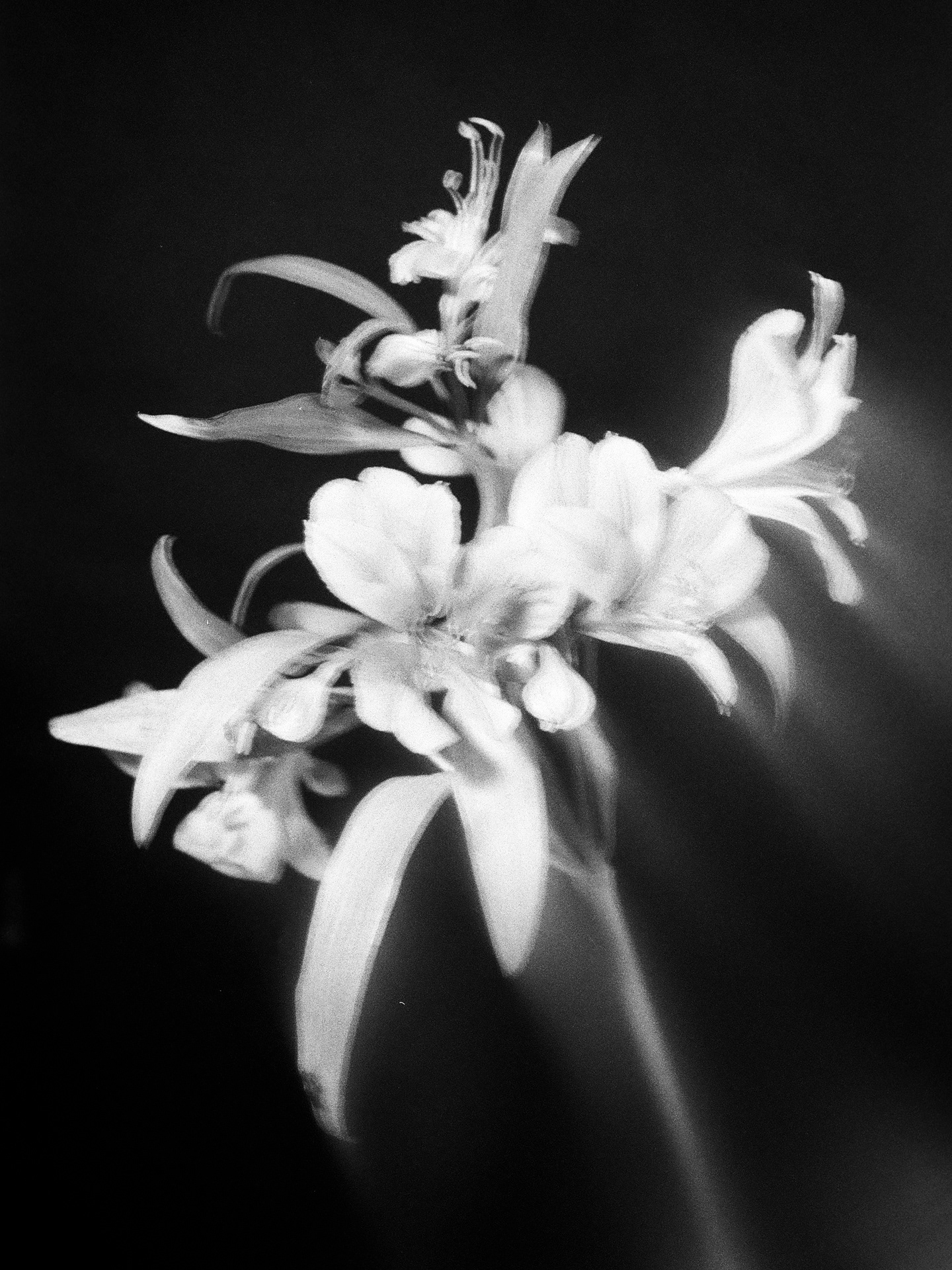 Minolta X-700, Ilford Delta 100 