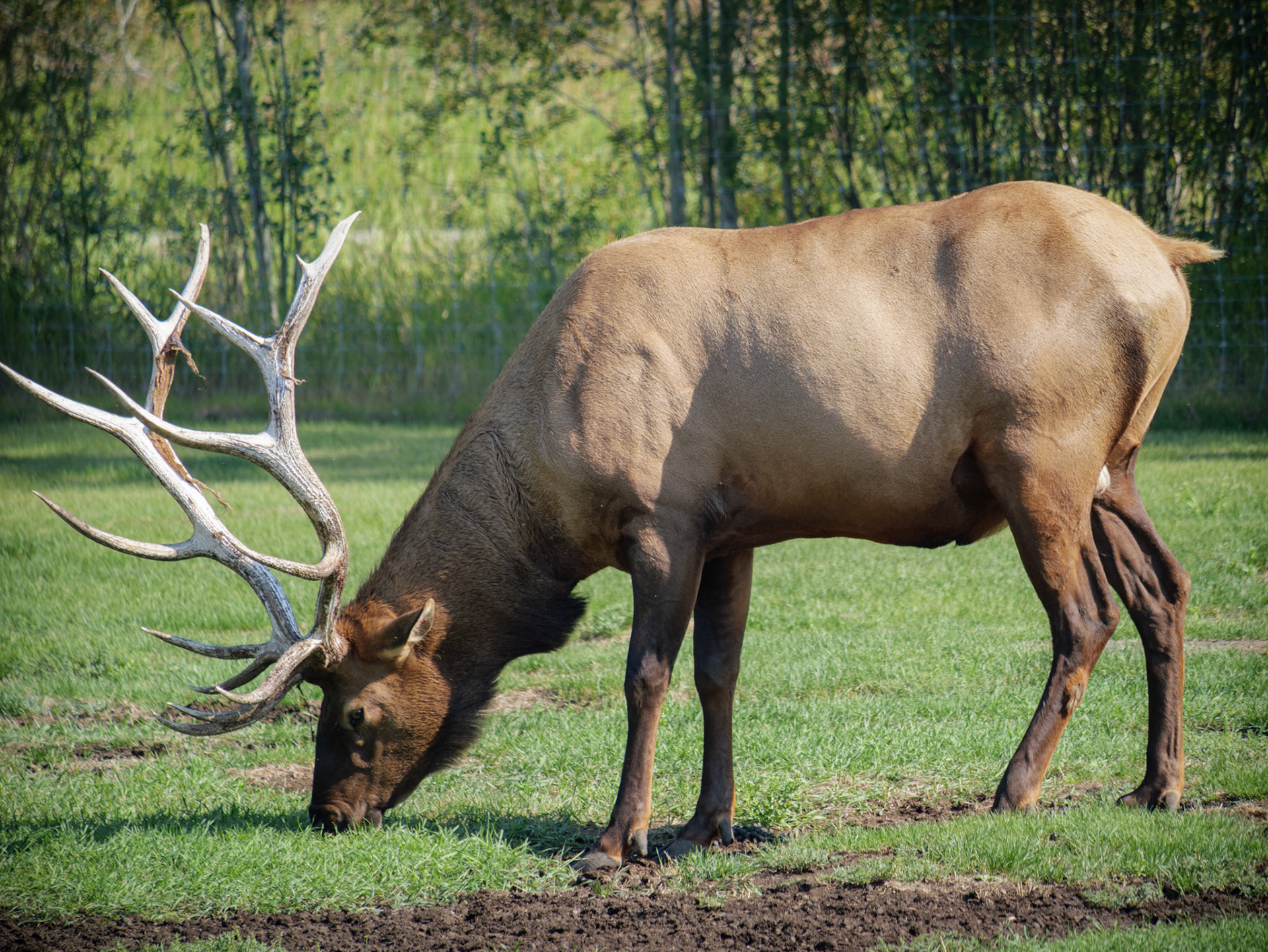 Elk eating some grass in the Yukon Wildlife Preserve