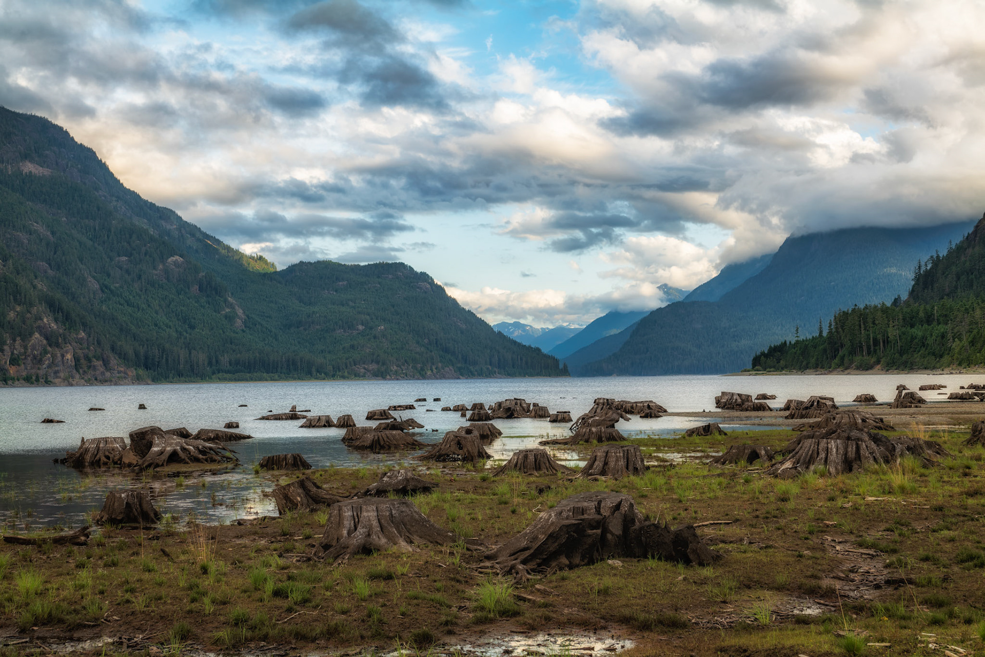 Stumps along the shore of Buttle Lake on Vancouver Island.