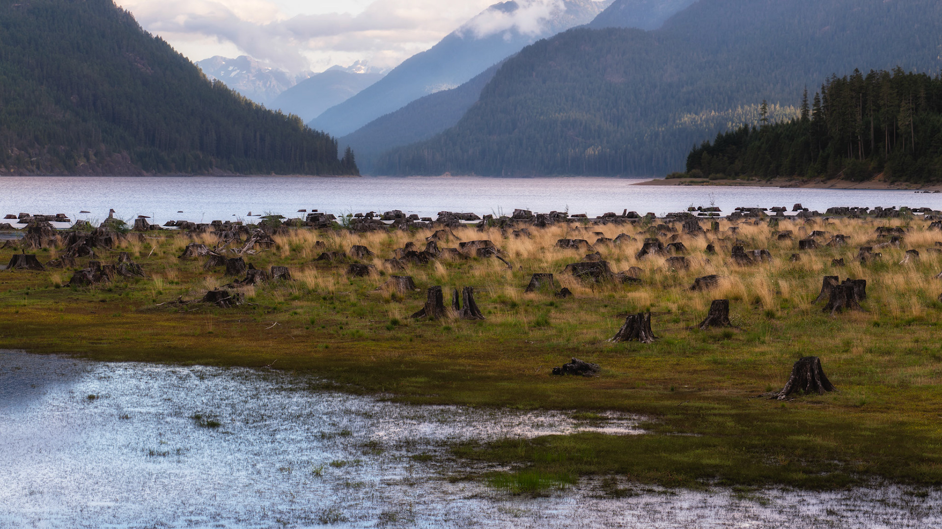 This was our first time camping at Buttle Lake, we did not catch any fish but had a great time exploring the area, like this lakeside tree graveyard.