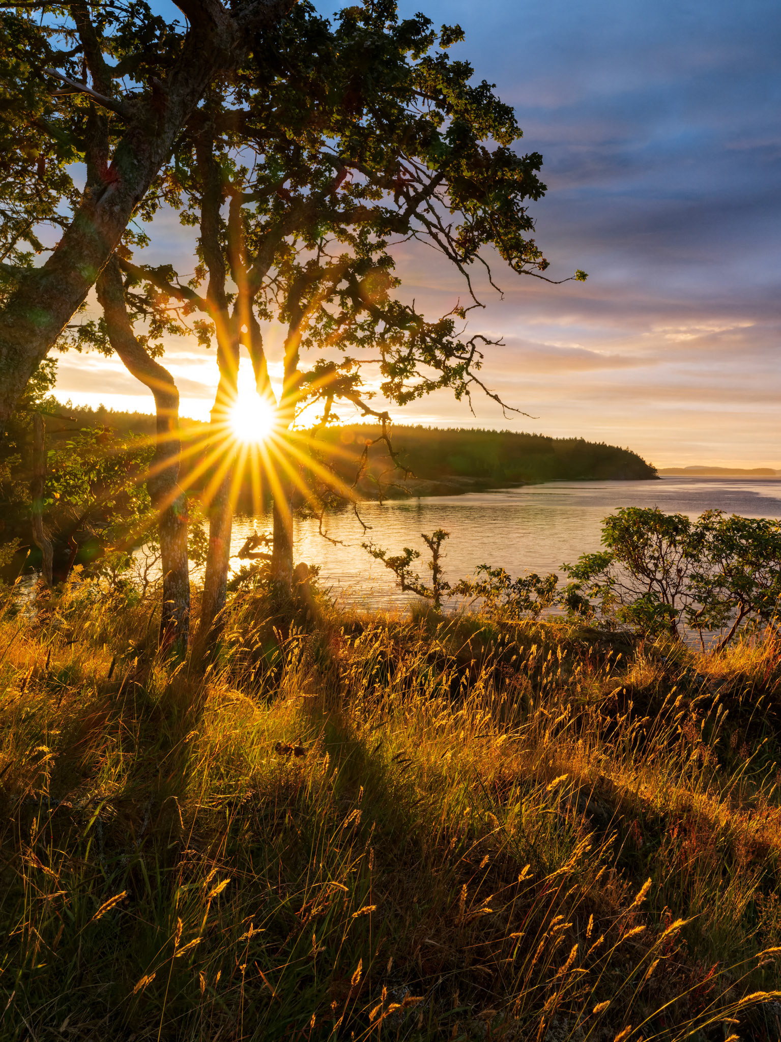 Sun between the trees before setting behing Saltspring Island, British Columbia, Canada