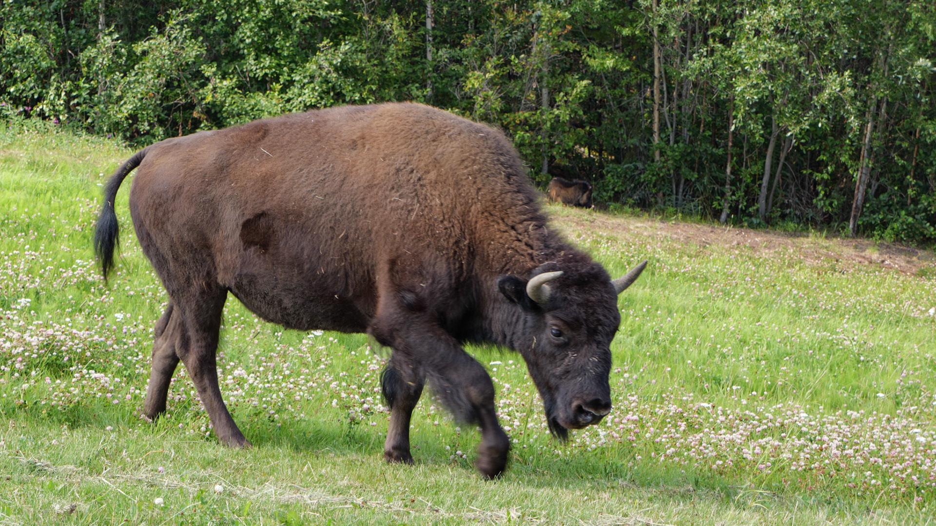 Saw a heard of Bison while driving the Alaskan highway.
