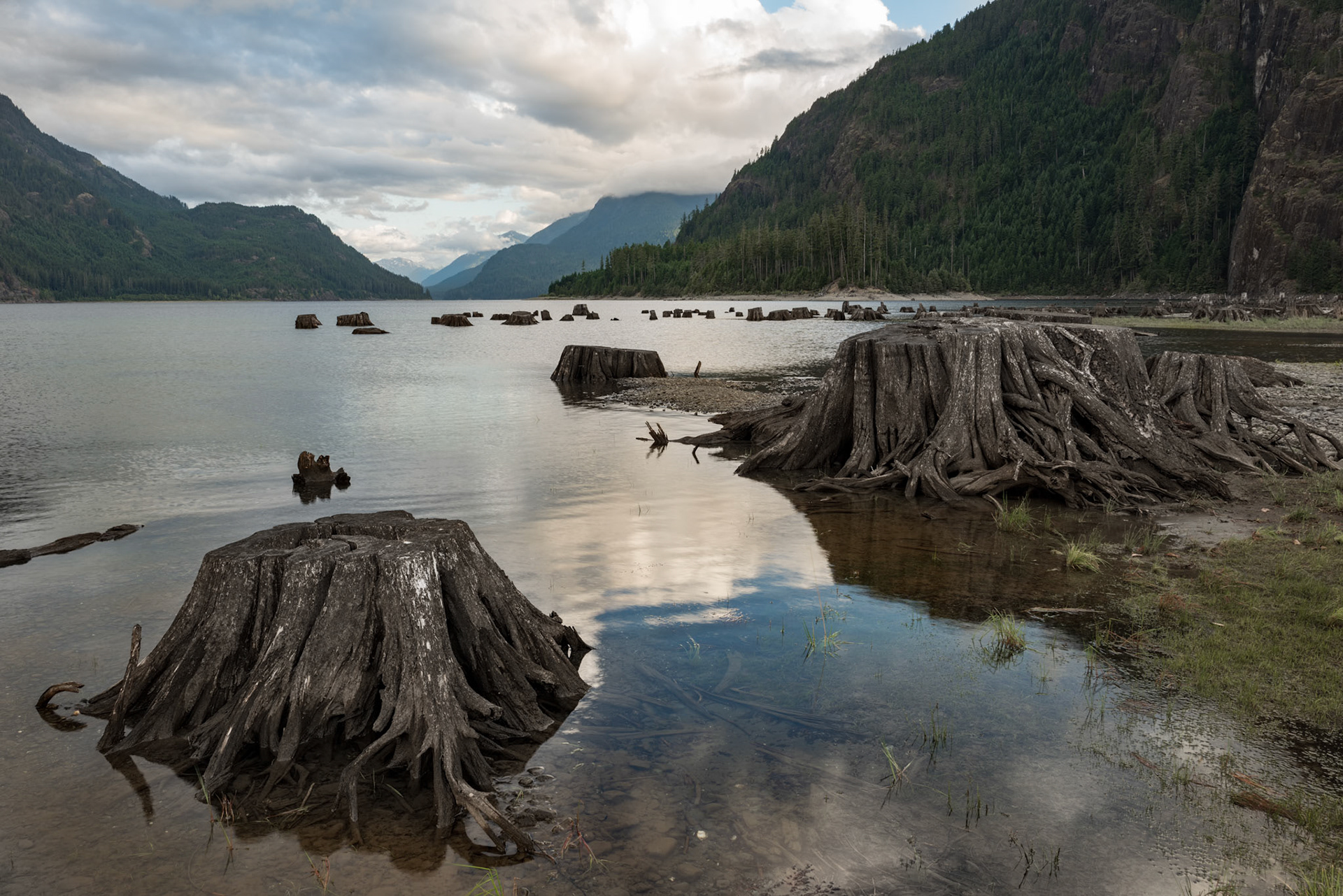 Cut trees alongside the Vancouver Island Lake.