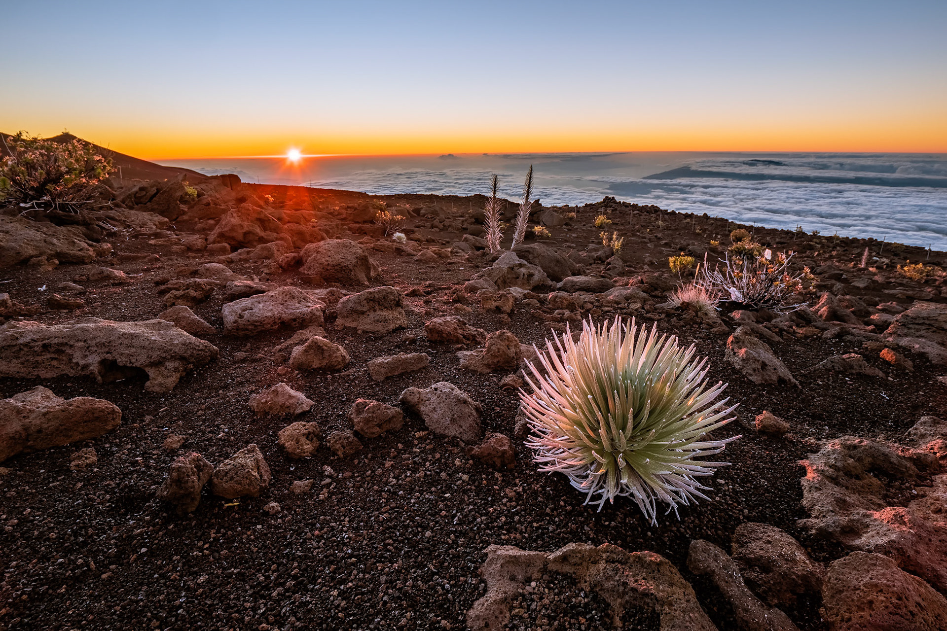 This plant is called the Haleakala silversword and grows out of the volcanic cinder of the Haleakalā volcano in Maui. They can live for over 50 years and flower only once in their lifetime.