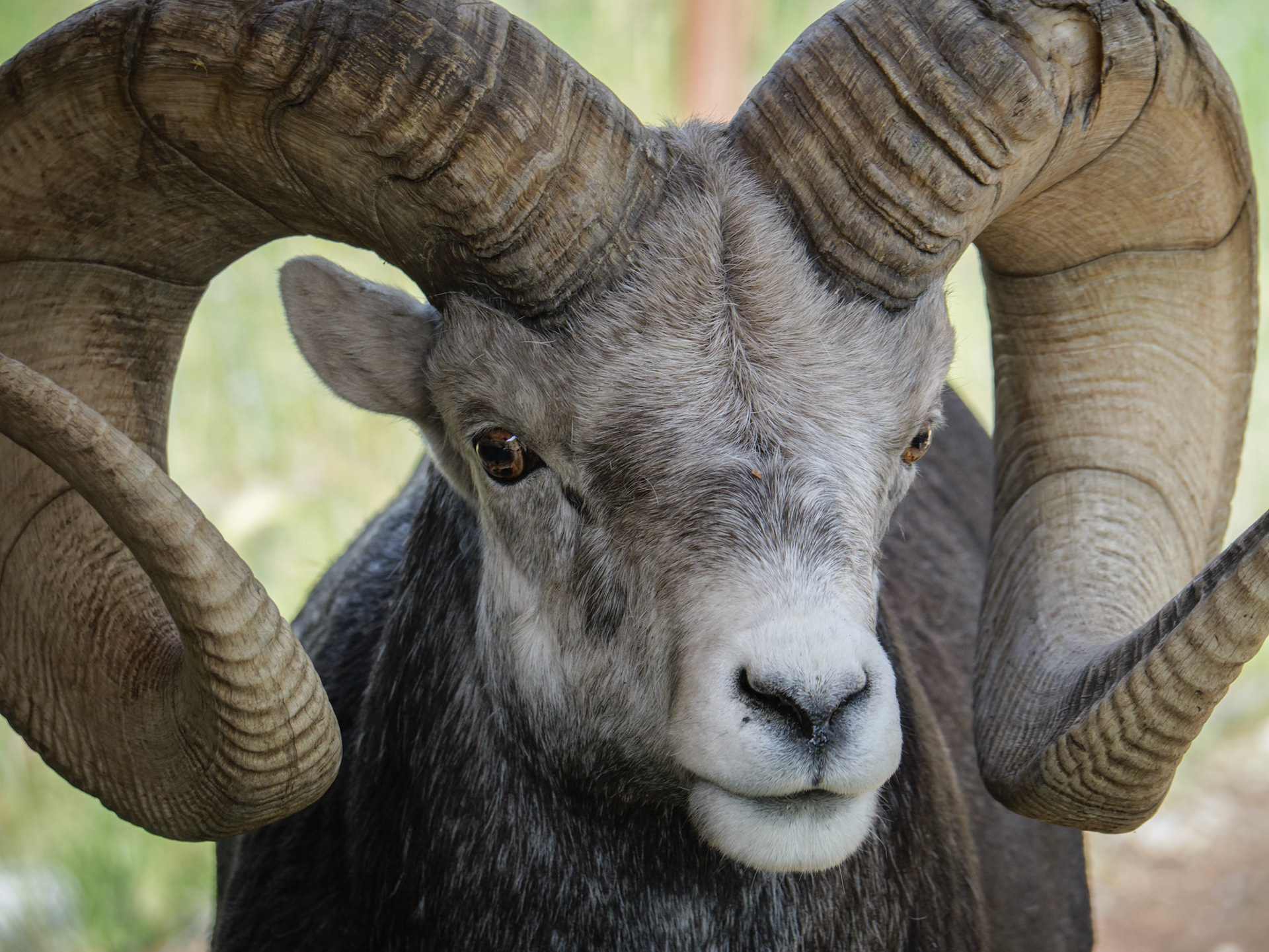 Getting a stare down from a sheep in the Yukon Wildlife Preserve.