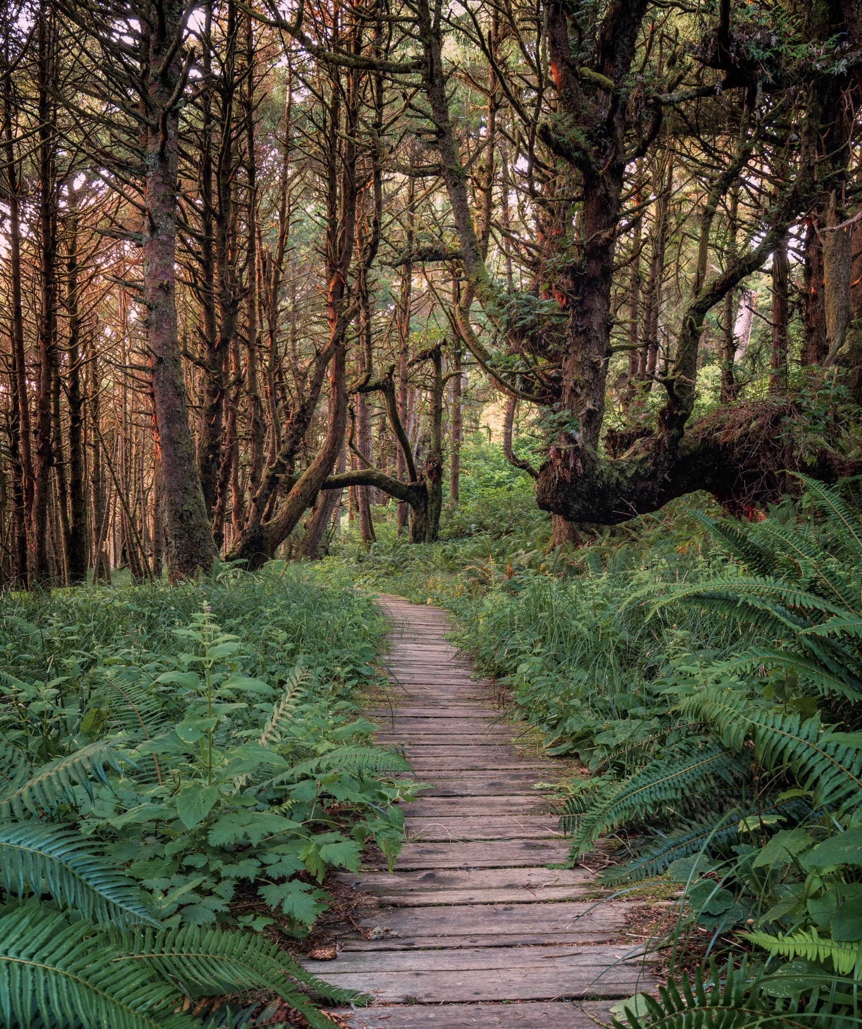 This is the boardwalk between Long Beach and Combers beach in Pacific Rim National Park near Tofino.