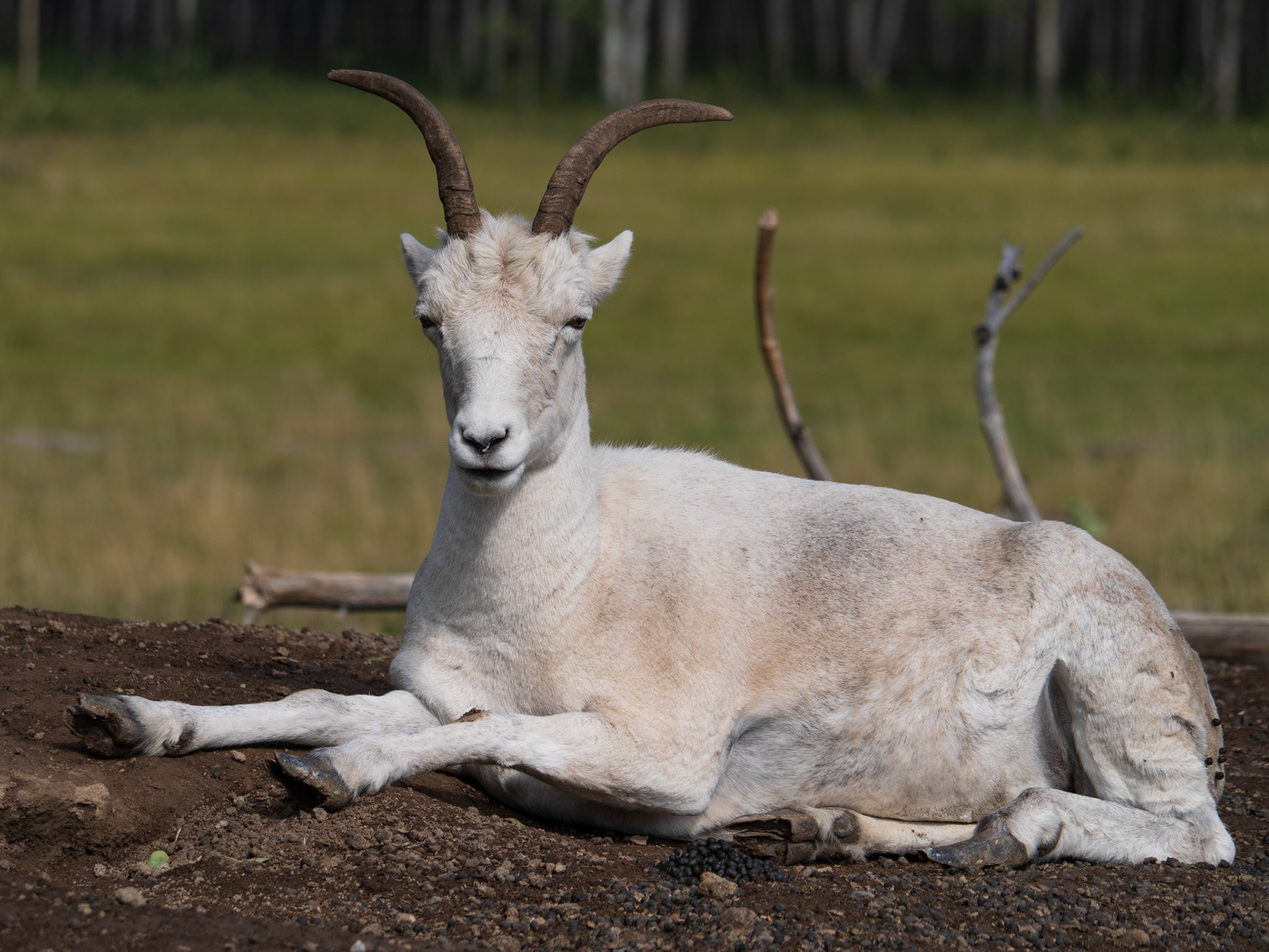 Thin horned sheep taking in the sun.