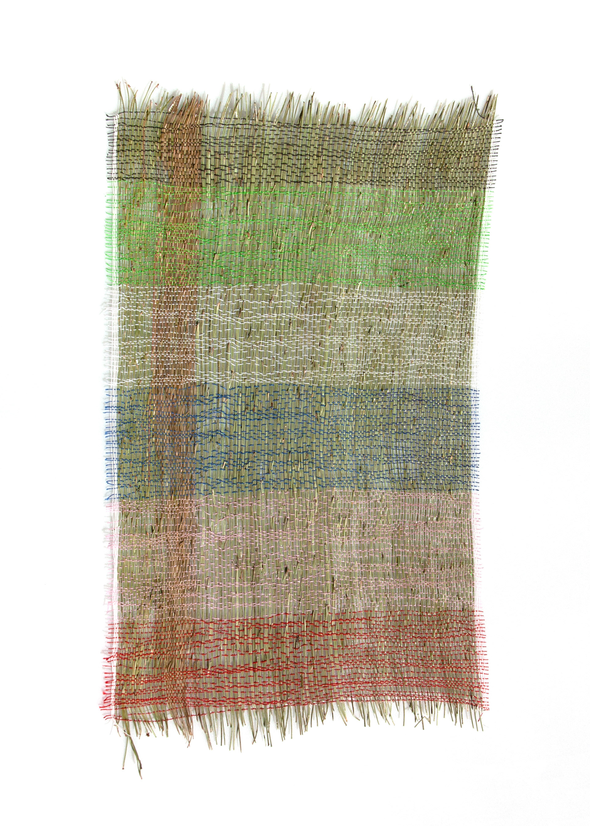 Sample Scots Pine #2, 2021 (28 x 50 cm)