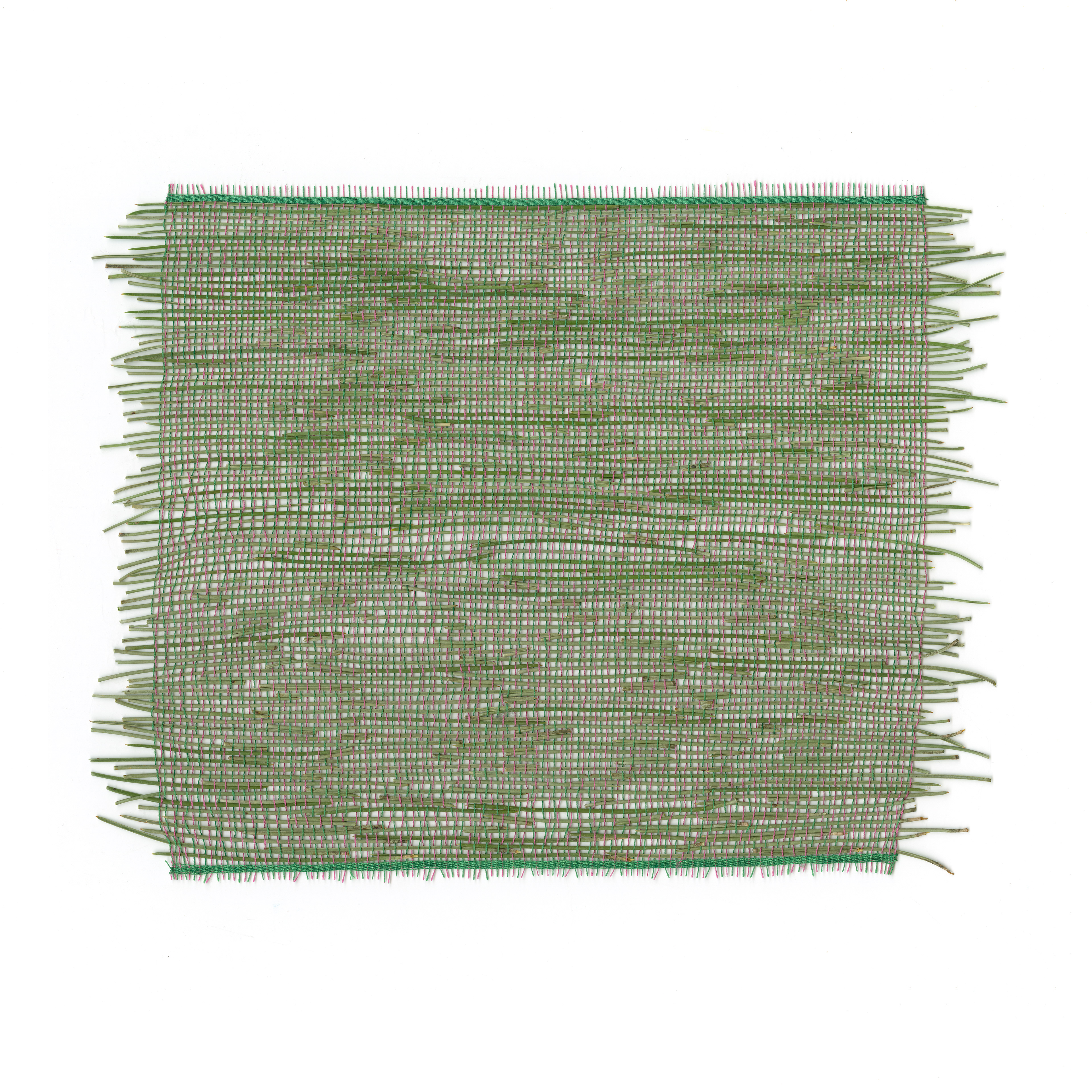 Sample Scots Pine #3, 2024 (30 x 23 cm)