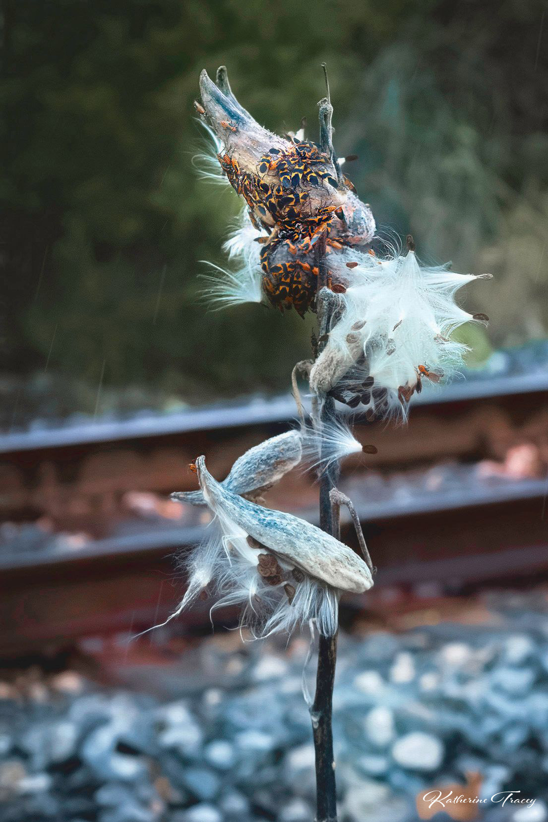 Milkweed in downtown La Plata