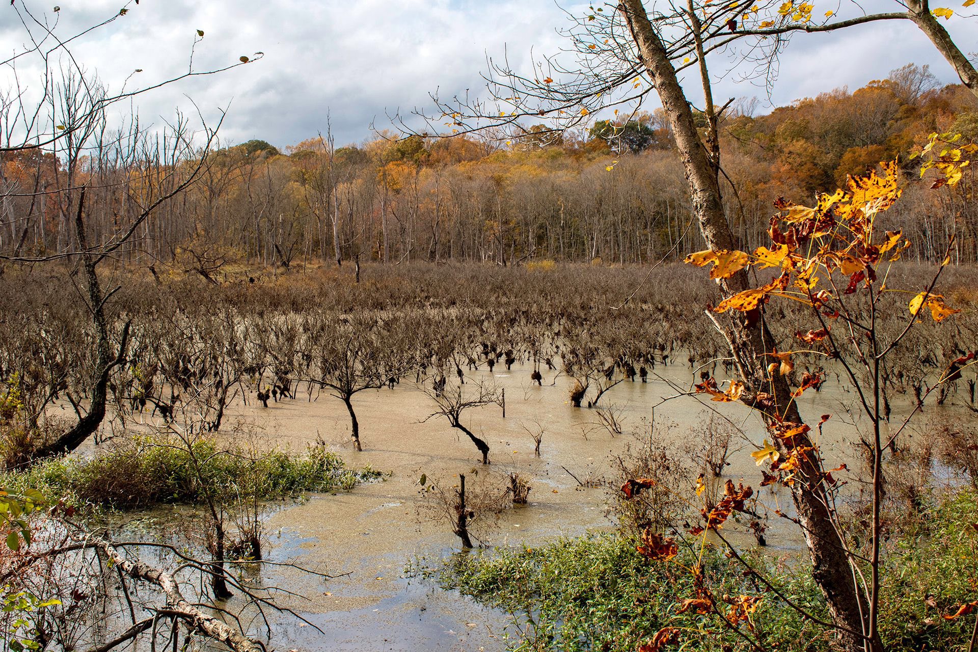 Bog near Patuxent River Park