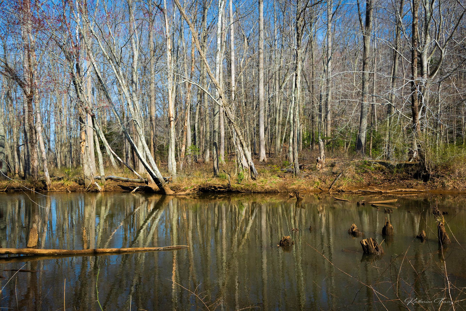American Chestnut Land Trust