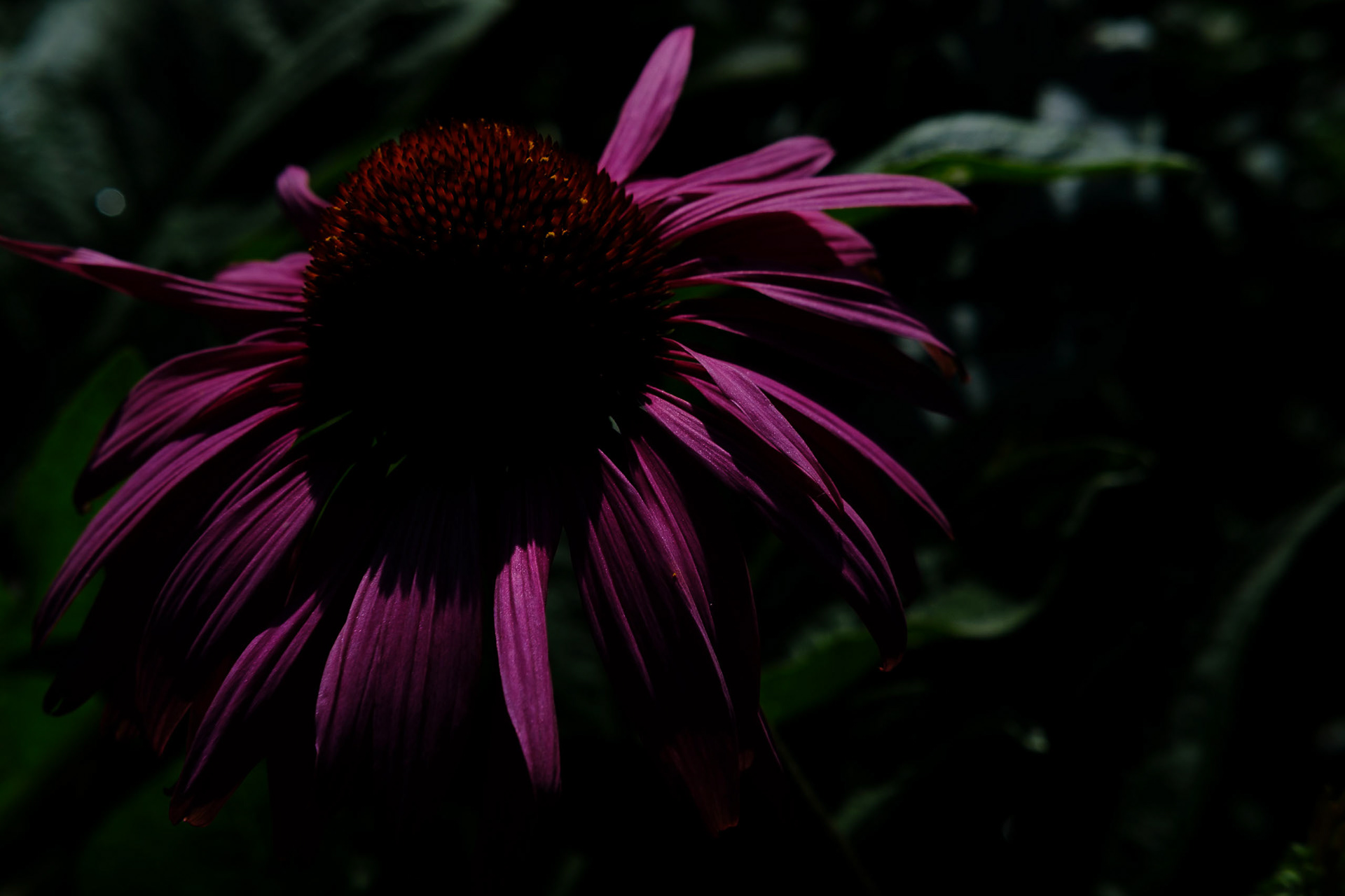 Rudbekia - 1/7