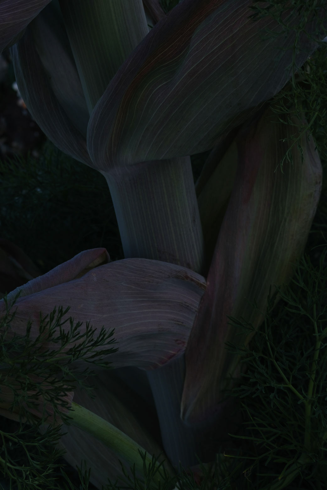 Tige de Ferula Glauca - Santorin - GRÈCE - 1/7