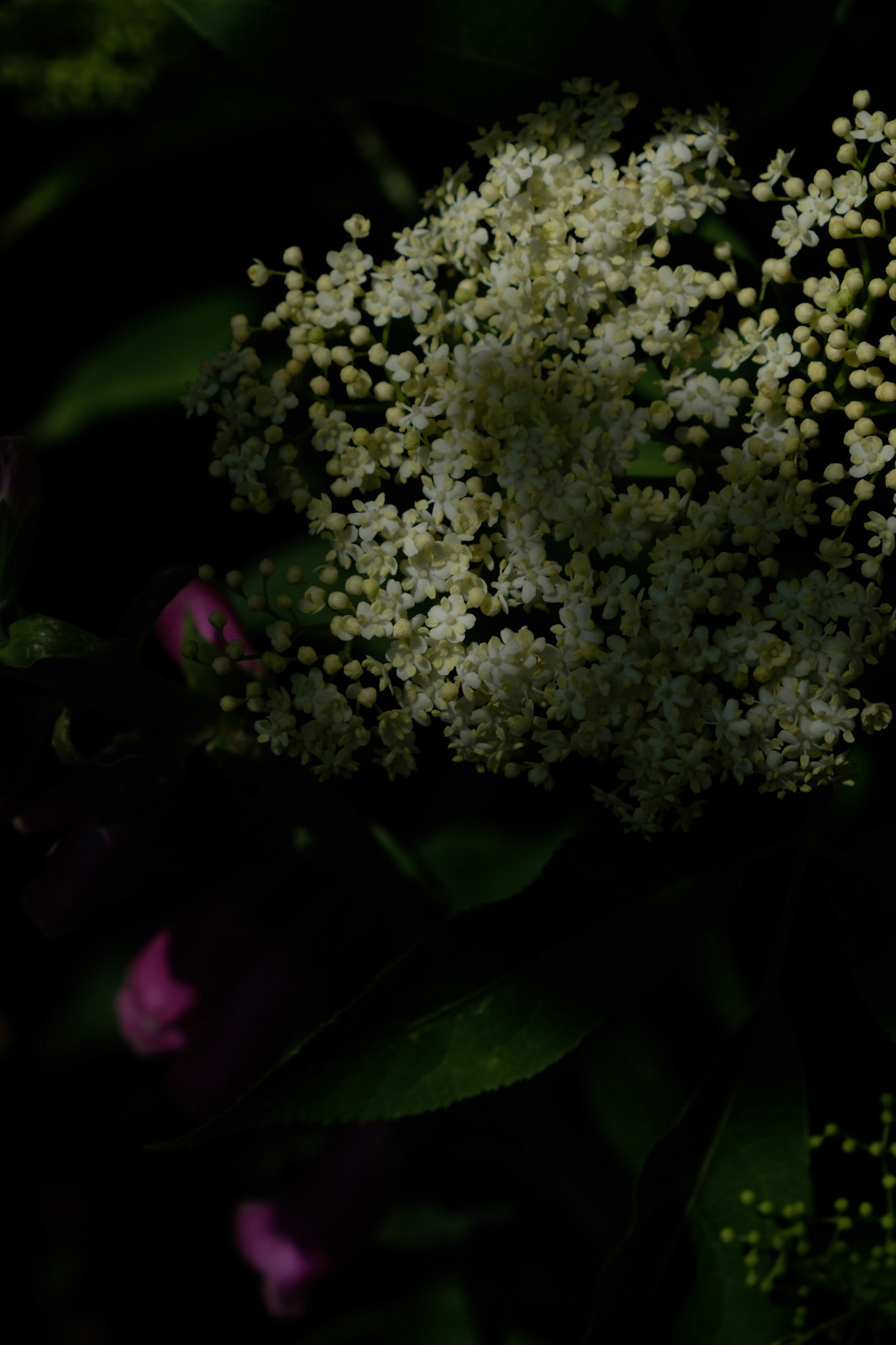 Fleurs de sureau - 2/7