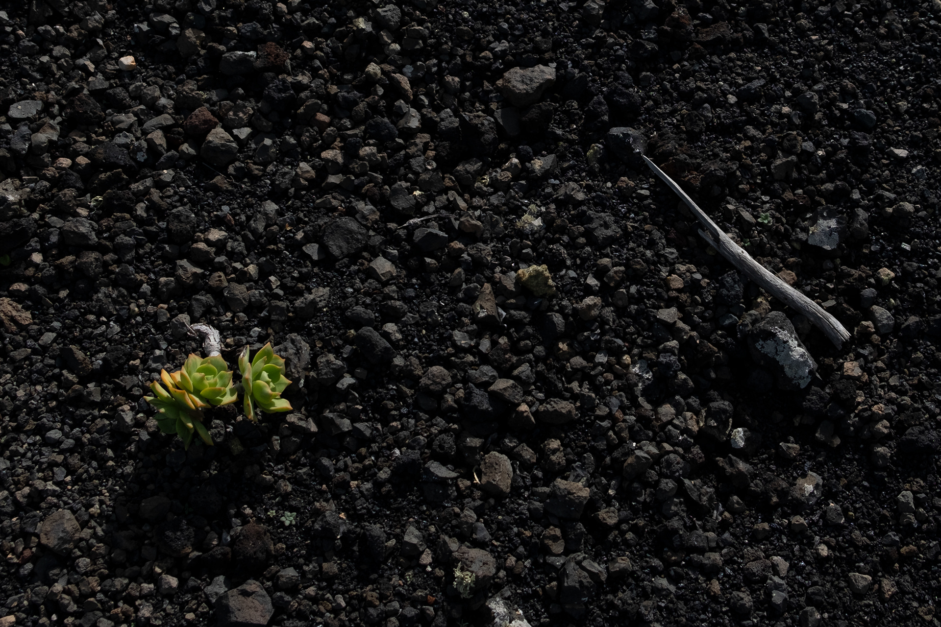 Lanzarote # 11 - 1/7