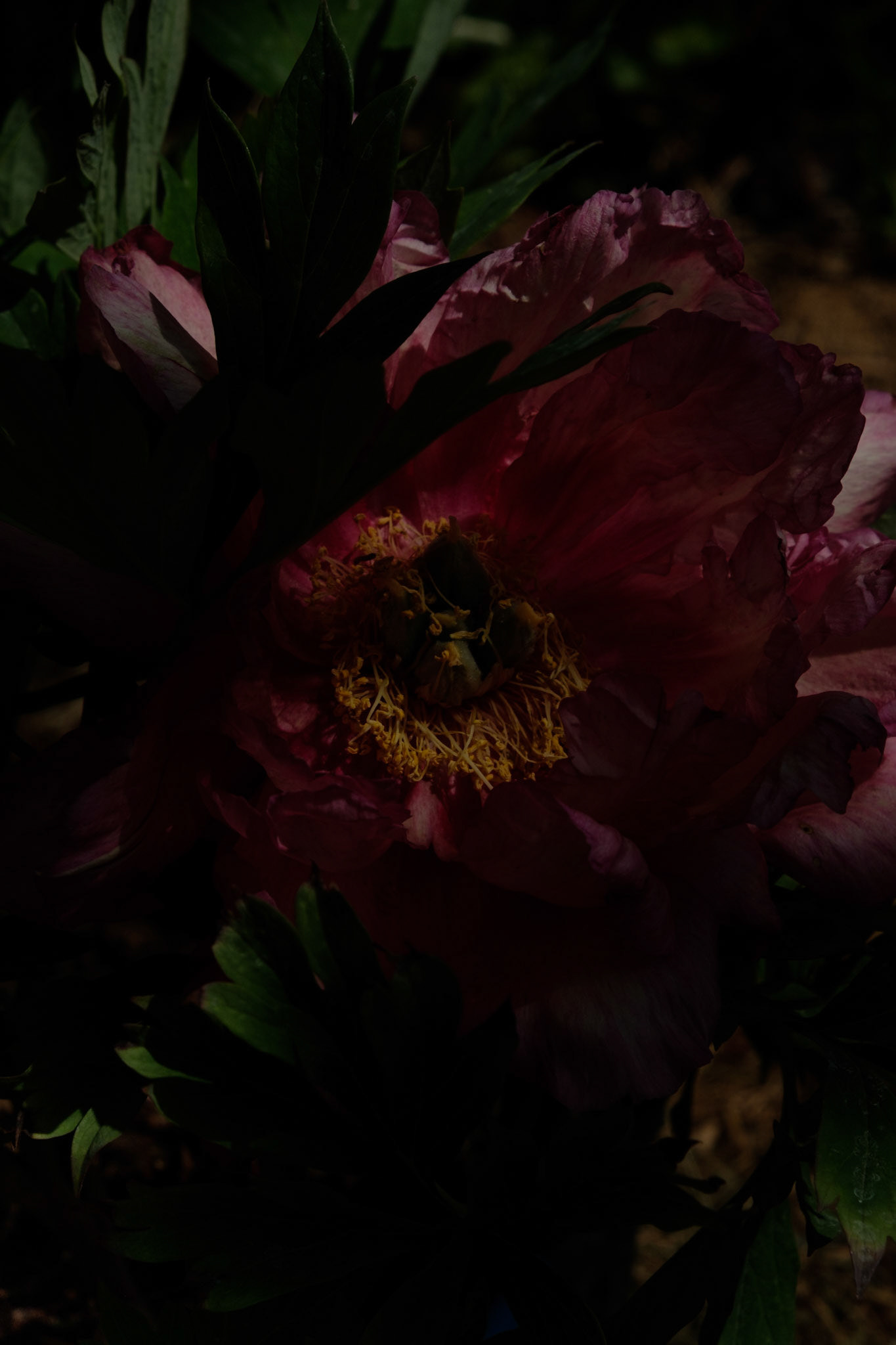 Pivoine - 1/7