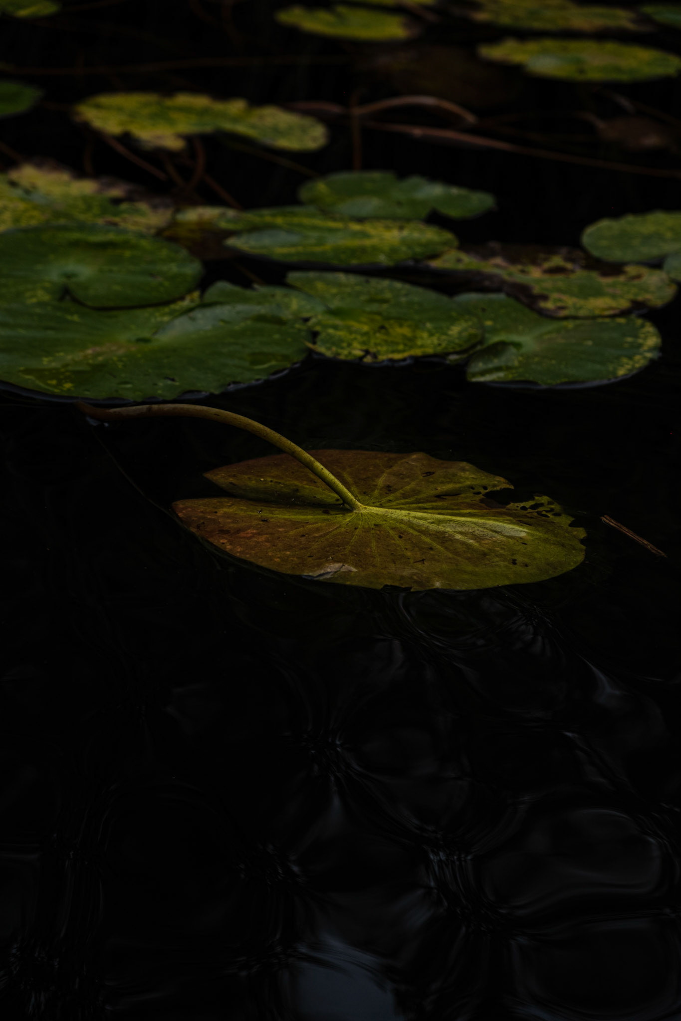 Nénuphar - 3/7