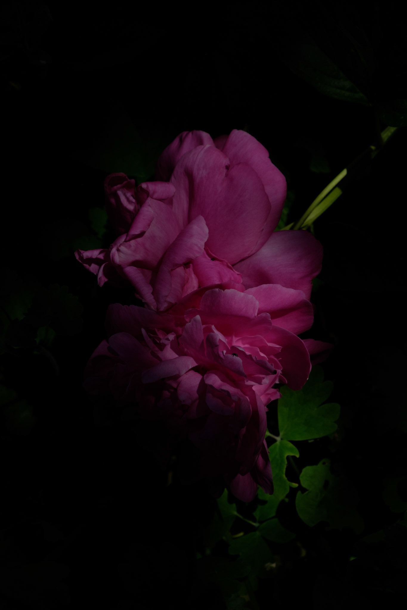 Rose #2 - 1/7