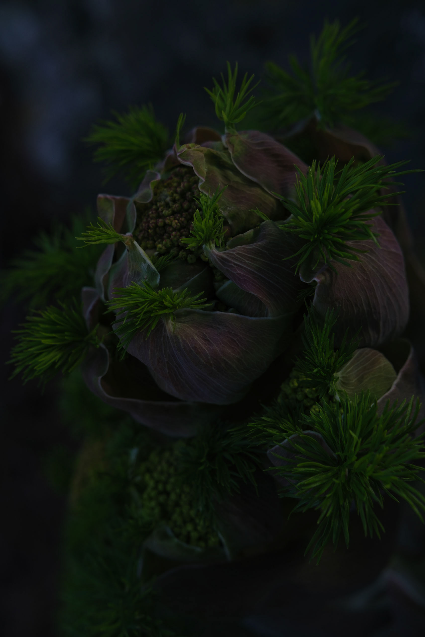 Ferula Glauca - Santorin - GRÈCE