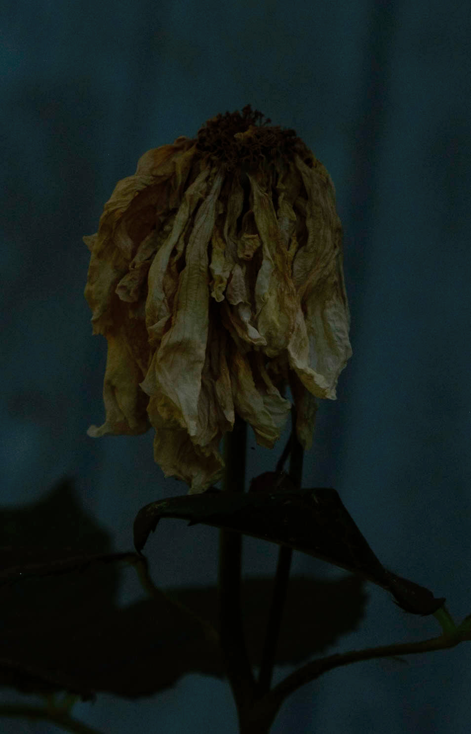 Rose # 2 - 1/7