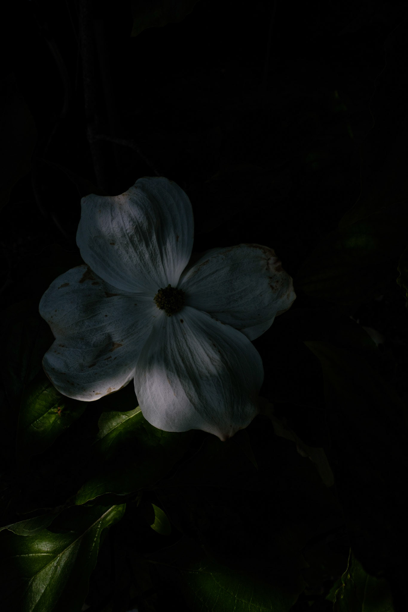 Fleur de Cornouiller - 2/7