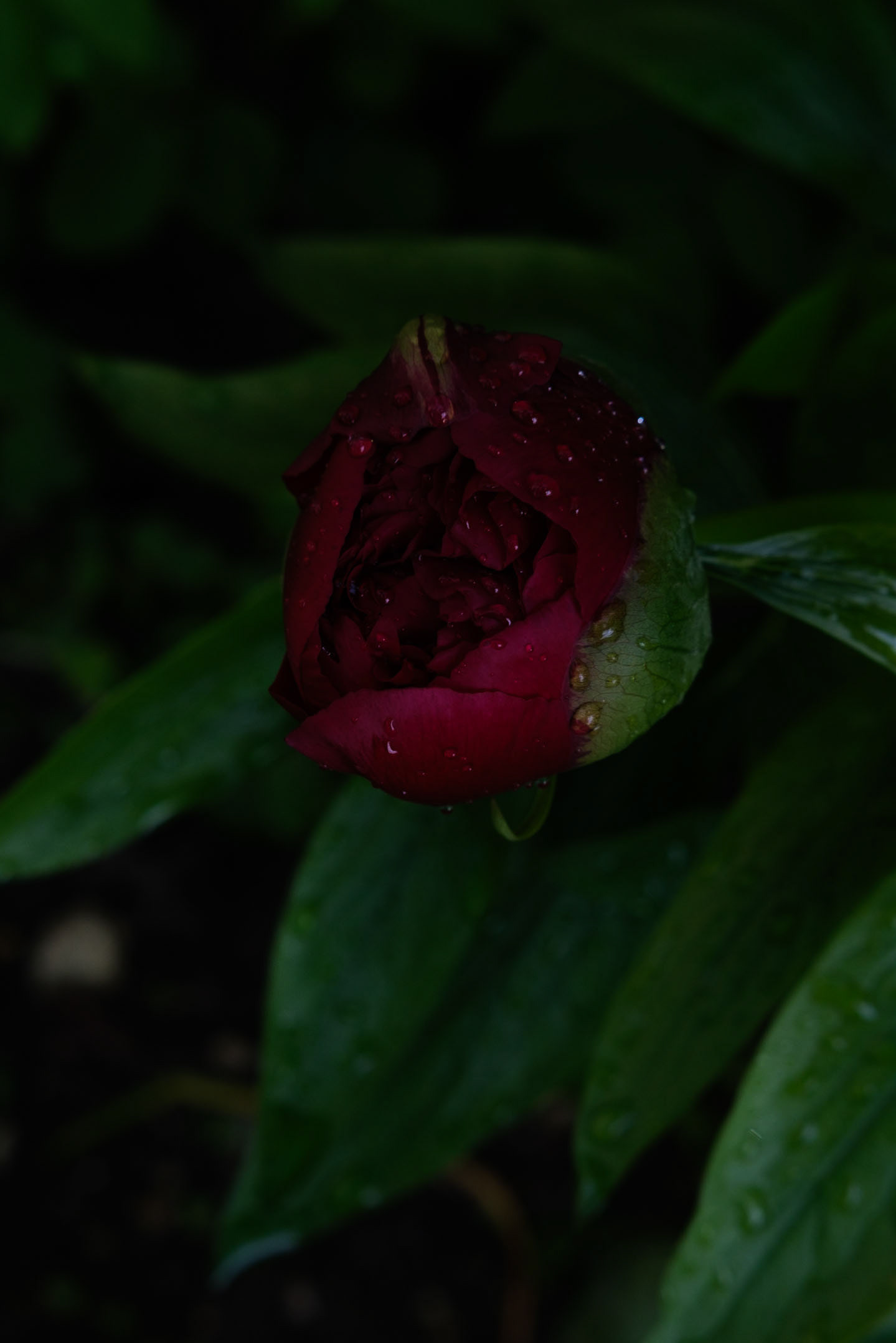Pivoine - 1/7