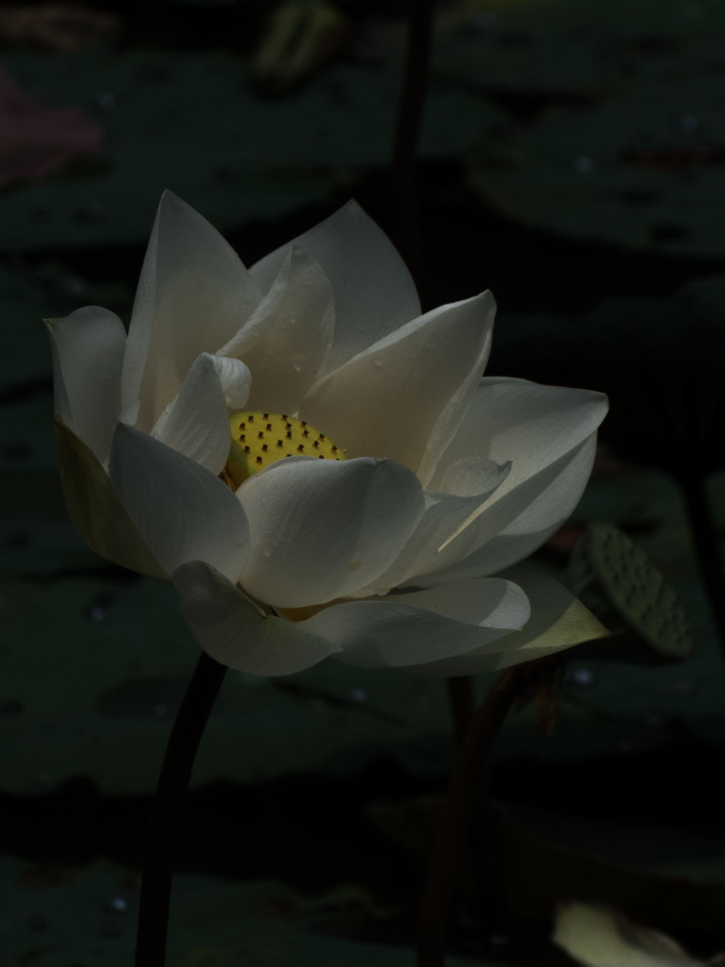 Fleur de Lotus - MALAISIE - 1/7