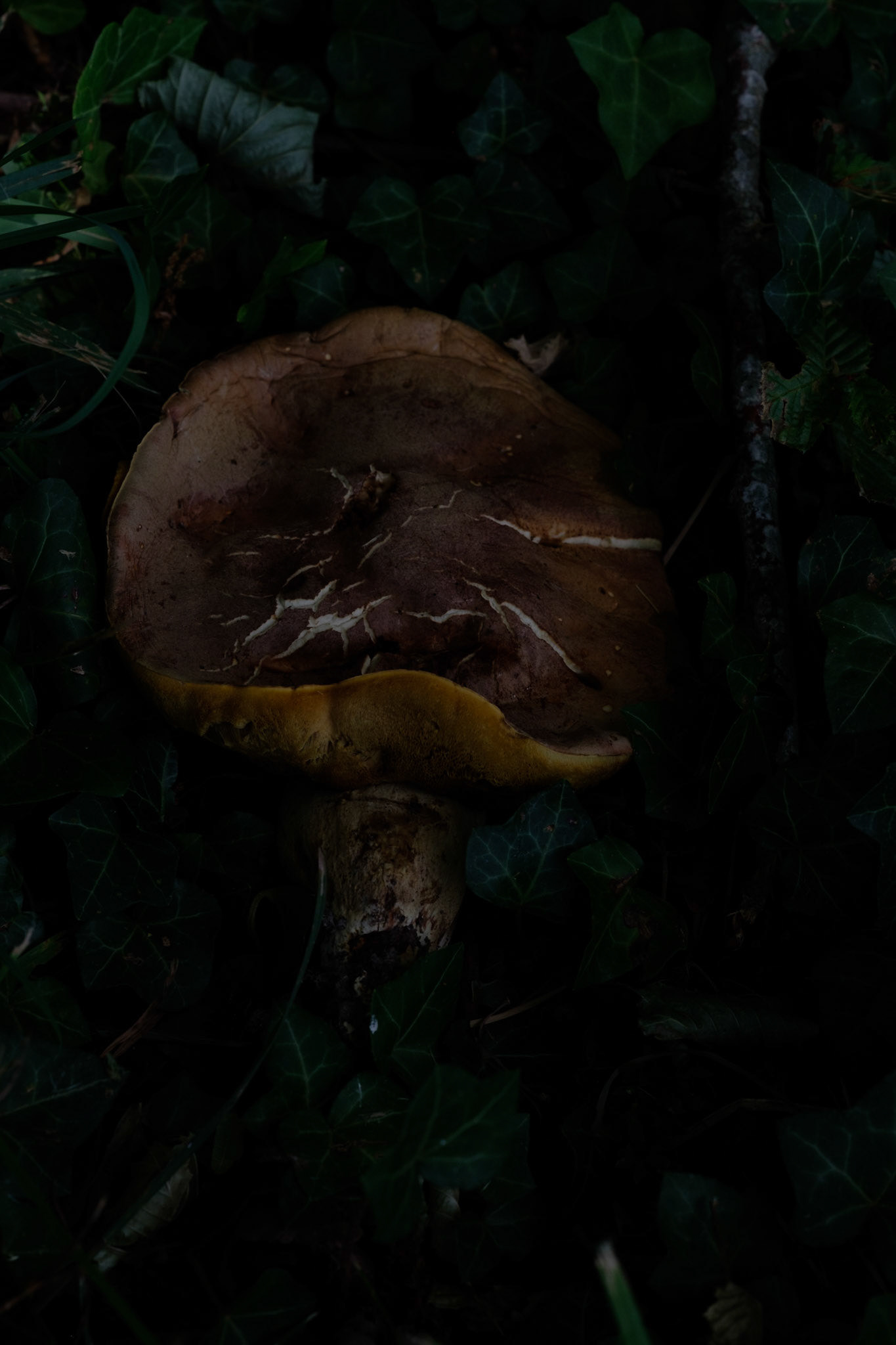 Champignon - 1/7