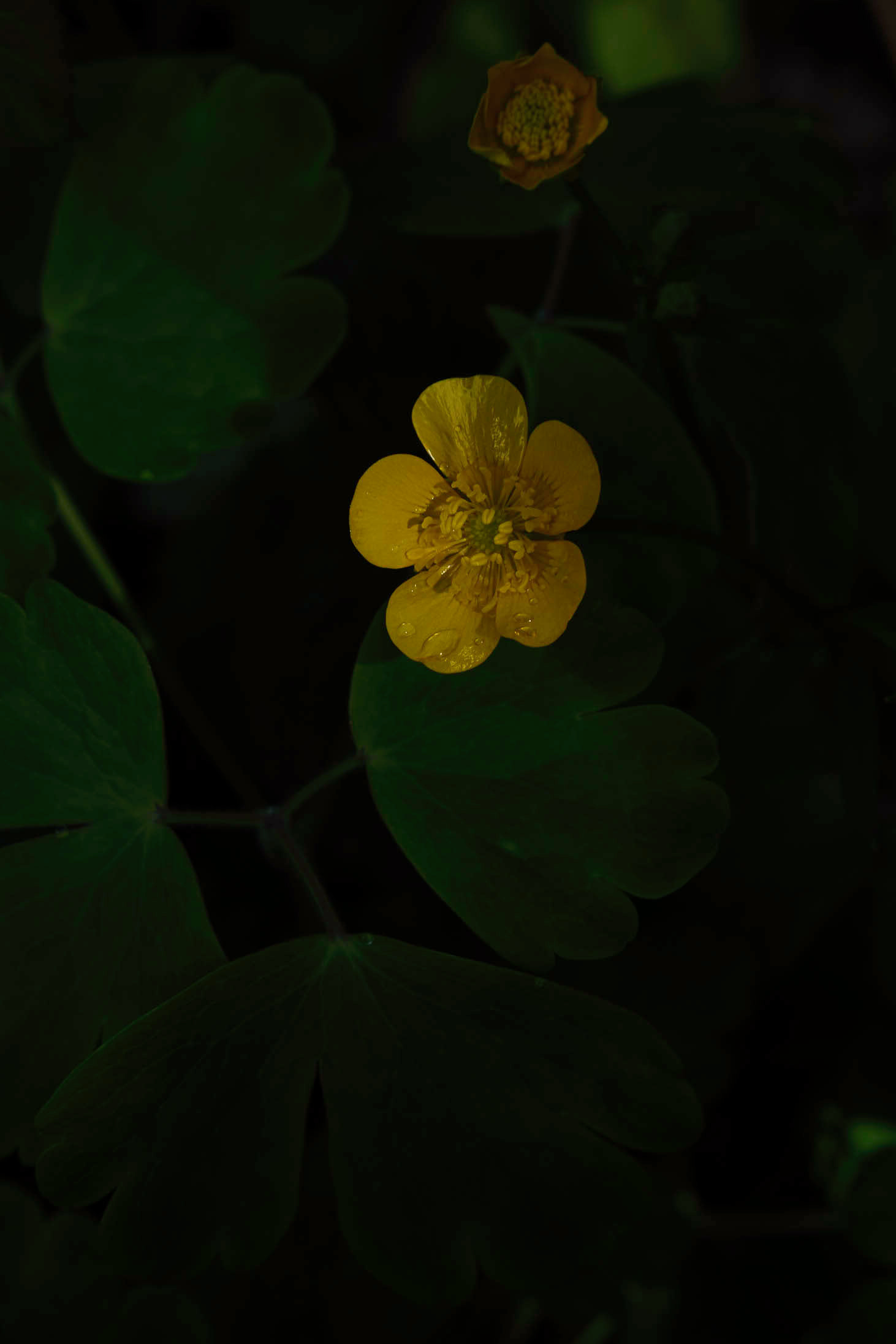 Bouton d'or - 1/7