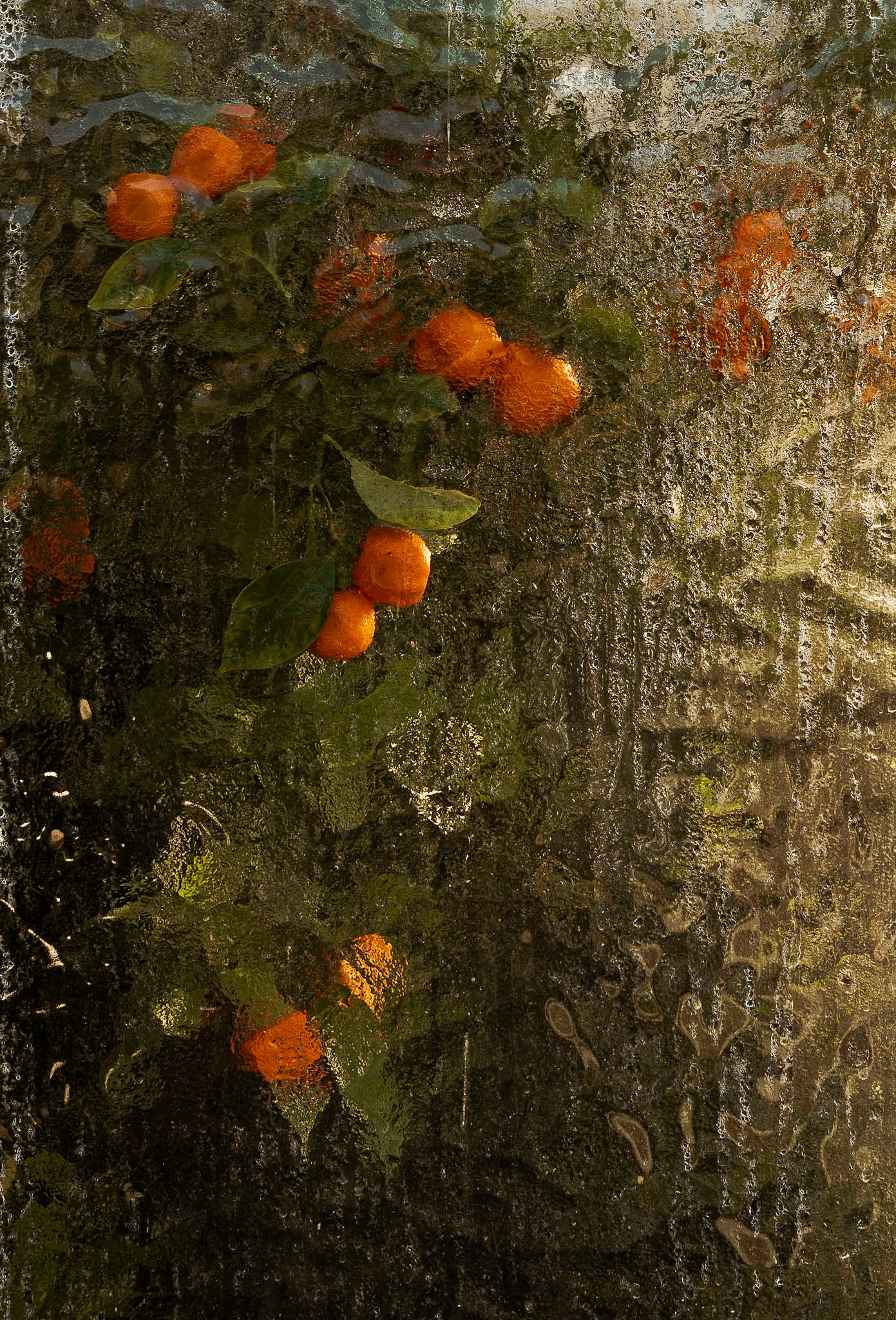 Jardin botanique - Genève