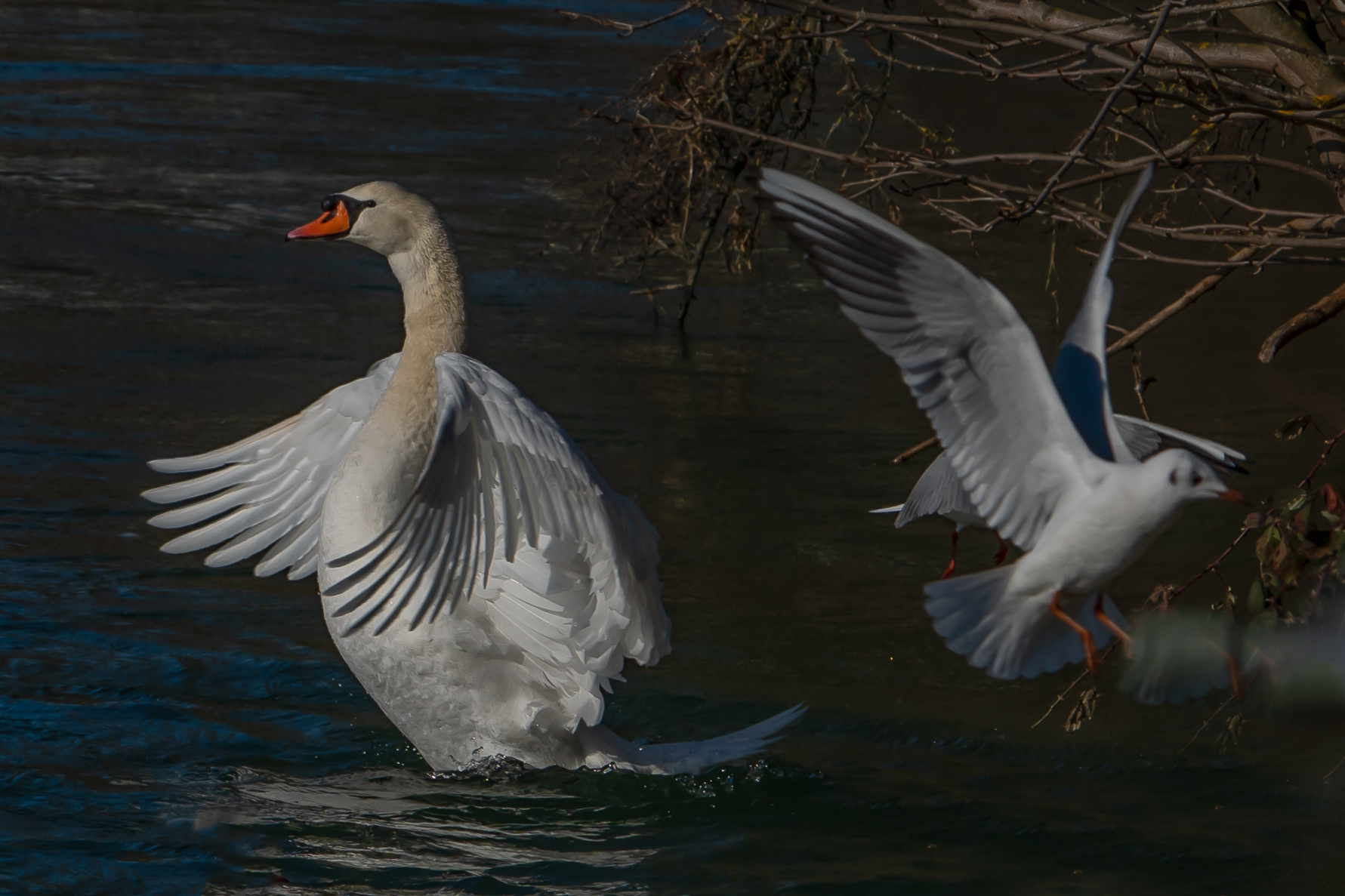 Schwan in Waldshut am Rhein