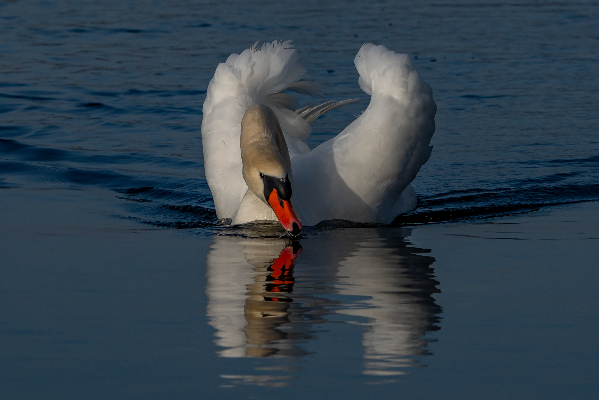 Schwan im Morgenlicht