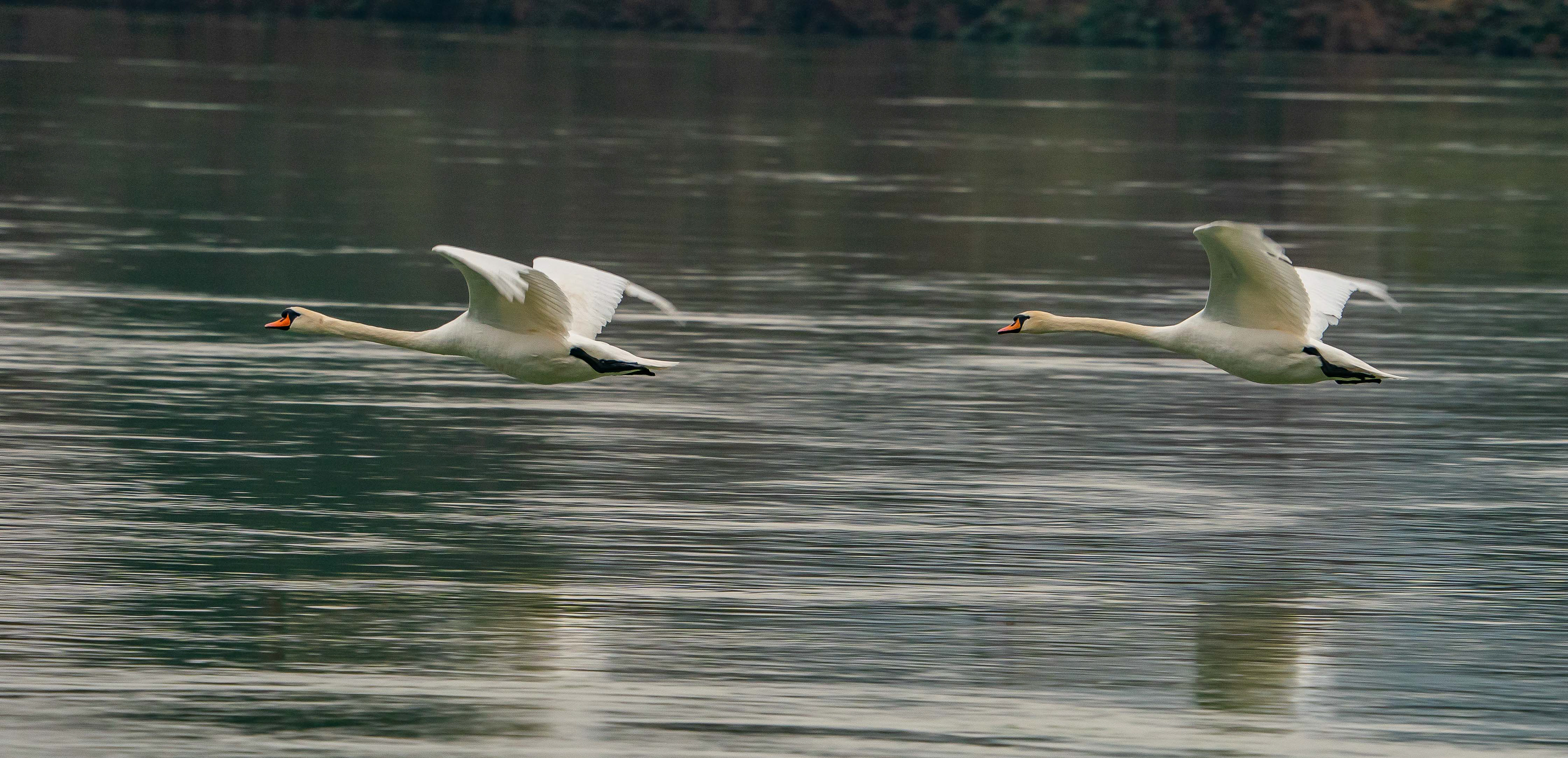 Schwäne bei Waldshut