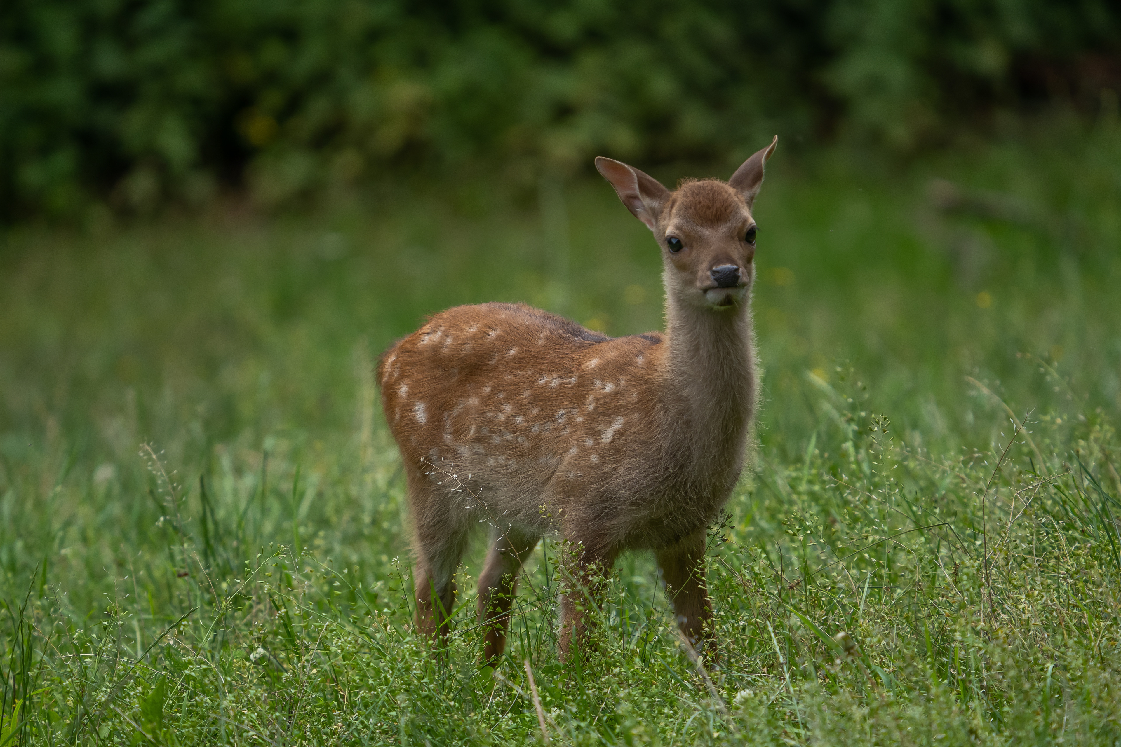 Wildgehege Waldshut