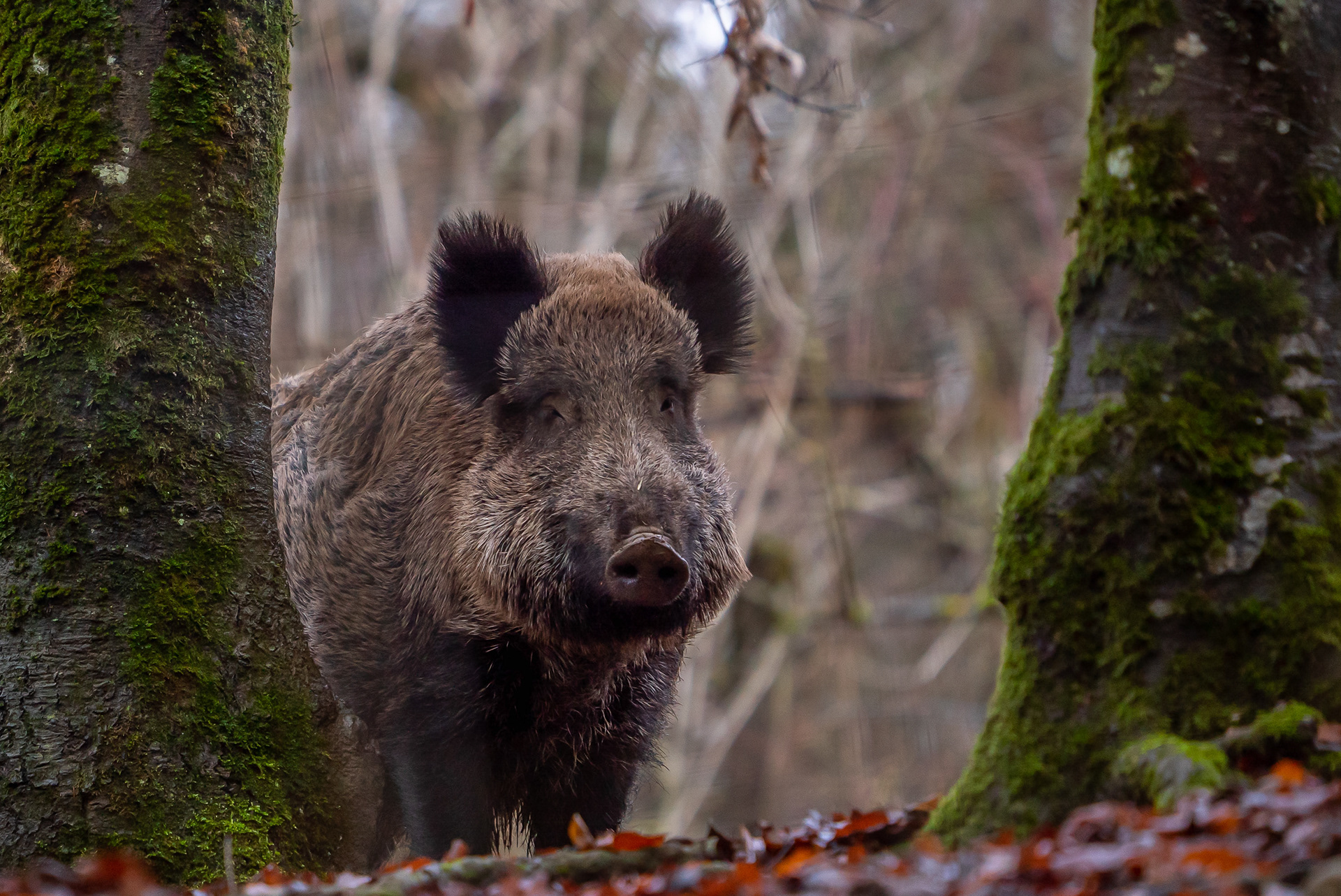 Wildgehege Waldshut